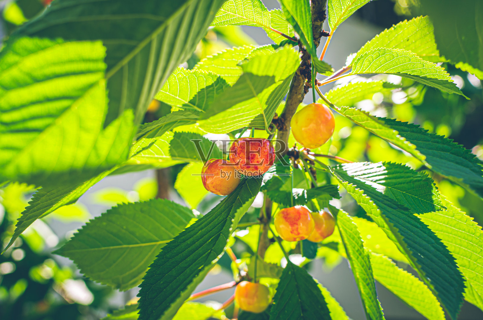 花园里有红樱桃照片摄影图片