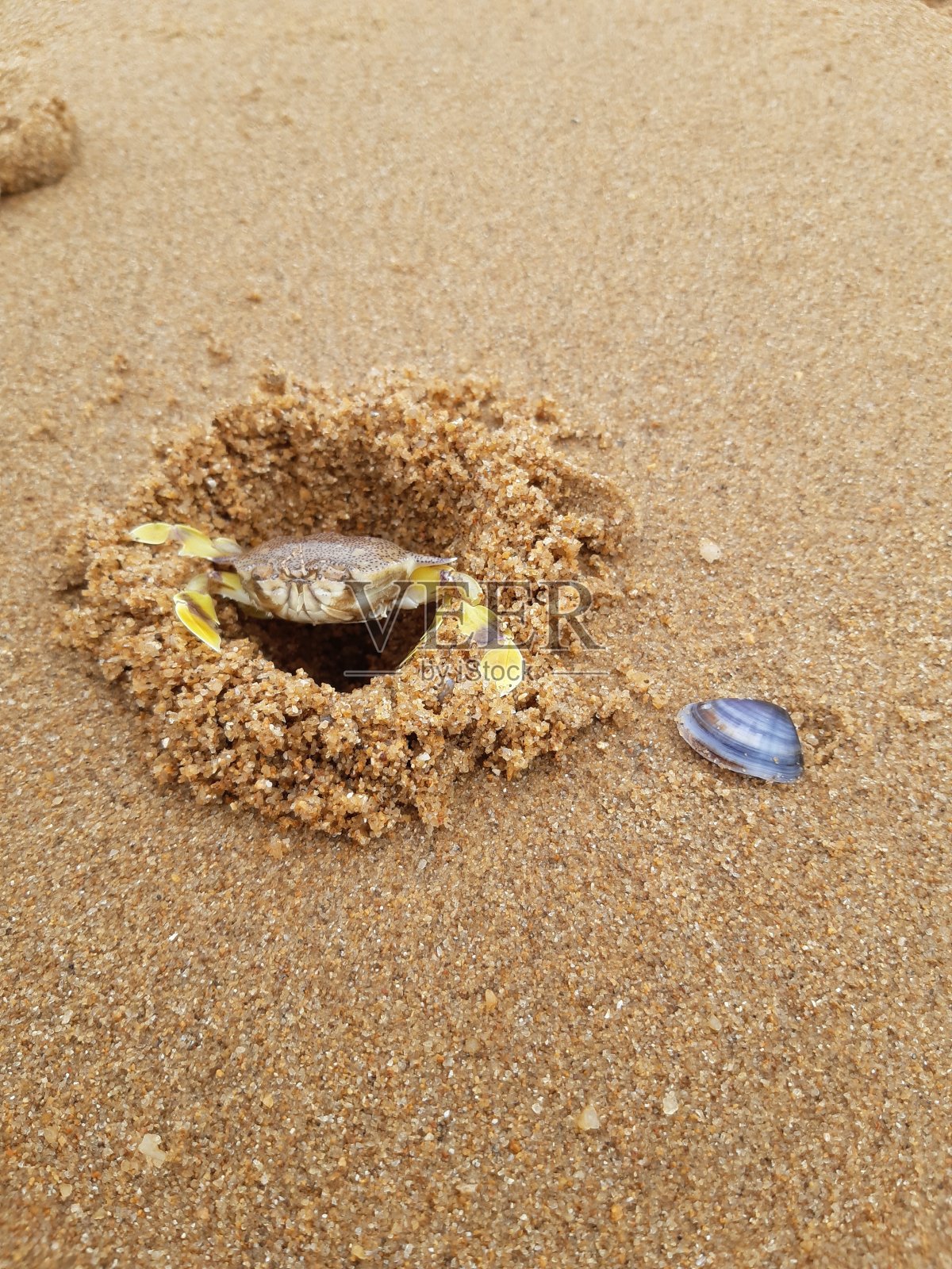 沙滩上的沙蟹。照片摄影图片