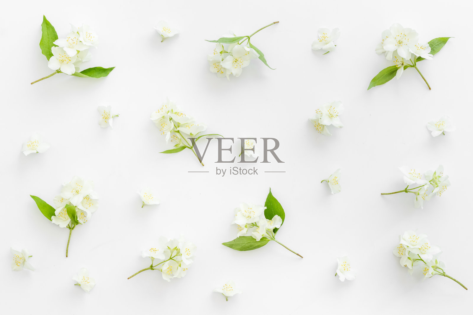 白色茉莉花图案俯视图。花平躺照片摄影图片