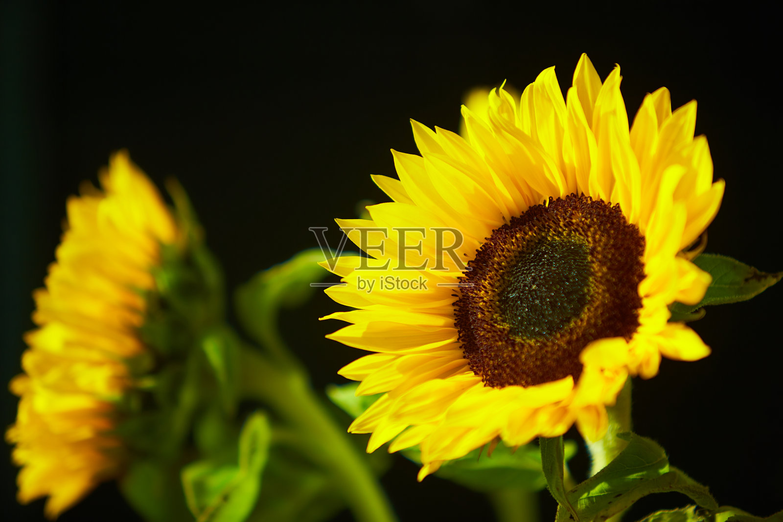 美丽的黄色向日葵它象征着烈度,在炙热的阳光下不放弃的勇气。照片摄影图片