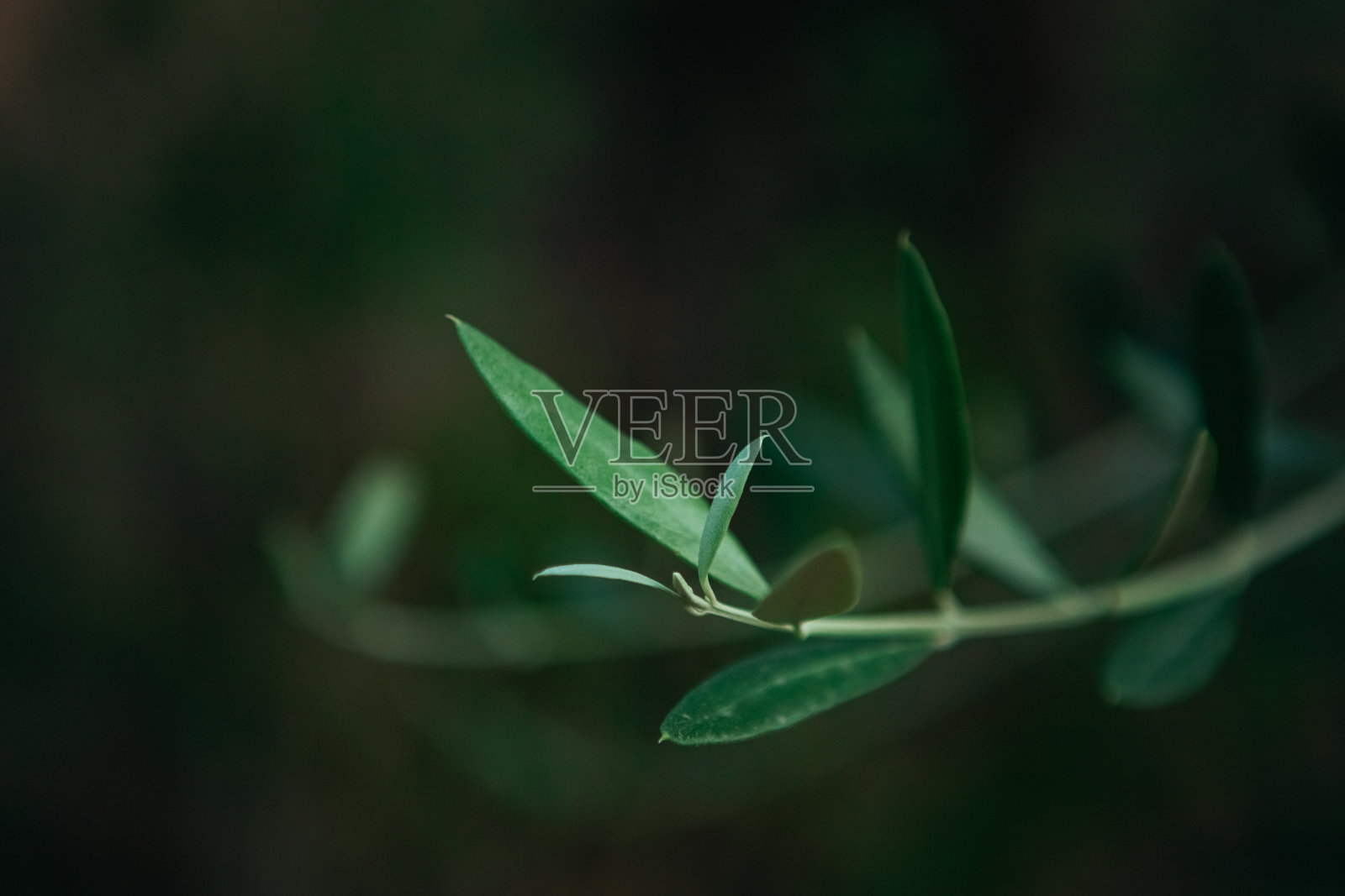 橄榄树叶子特写,托斯卡纳照片摄影图片