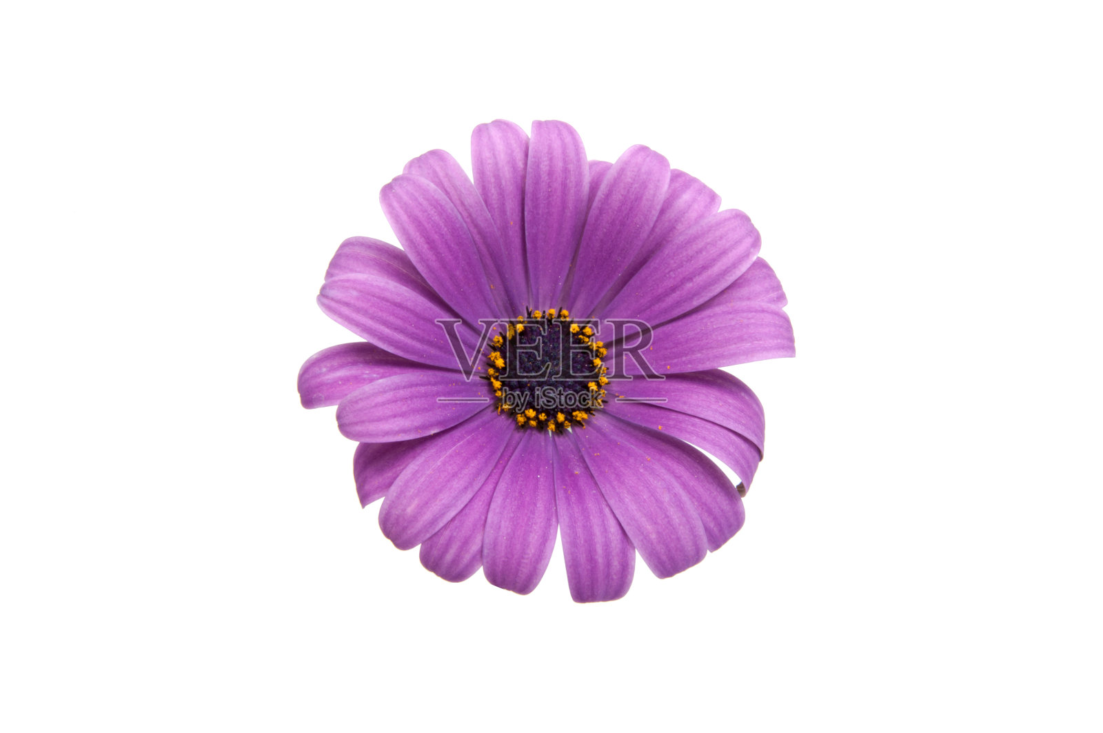 美丽的紫色骨种子草或非洲雏菊粉红色的花孤立在白色上照片摄影图片