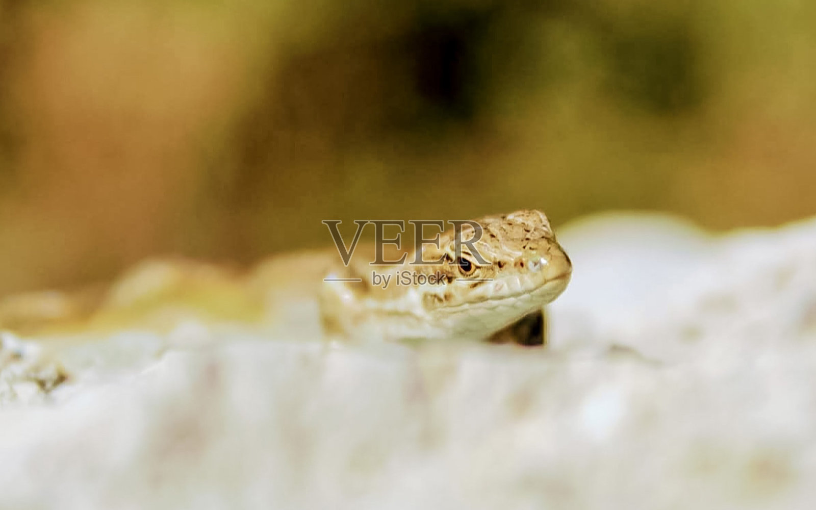 蜥蜴在岩石上看着我照片摄影图片