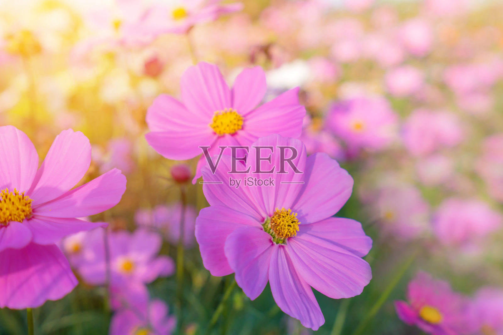 宇宙里五颜六色的花朵在美丽的花园里照片摄影图片