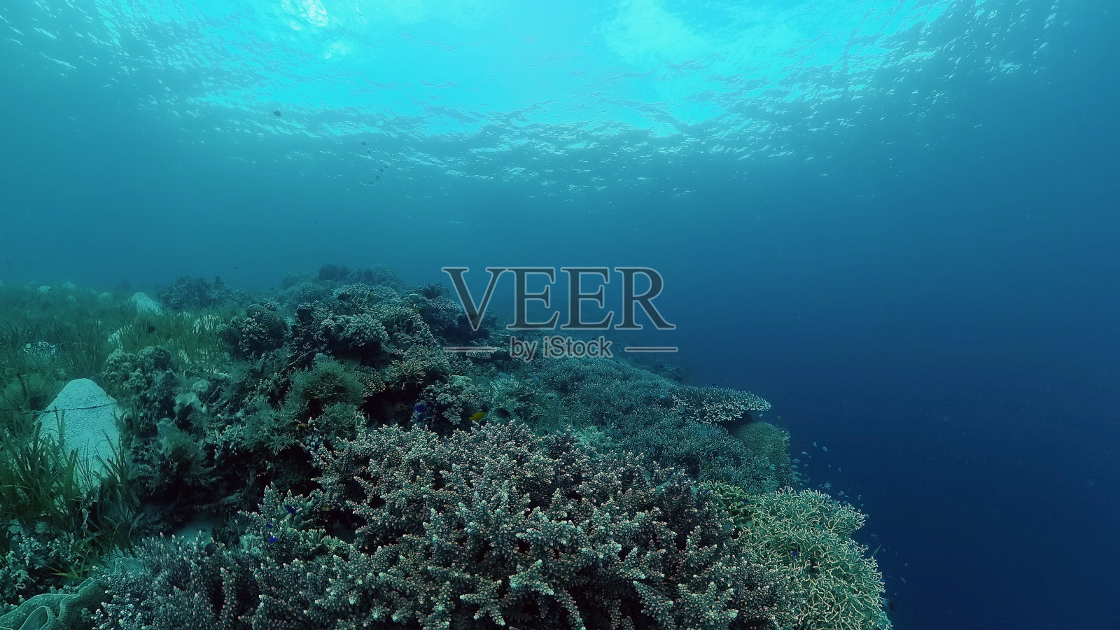 珊瑚礁和热带鱼。菲律宾照片摄影图片