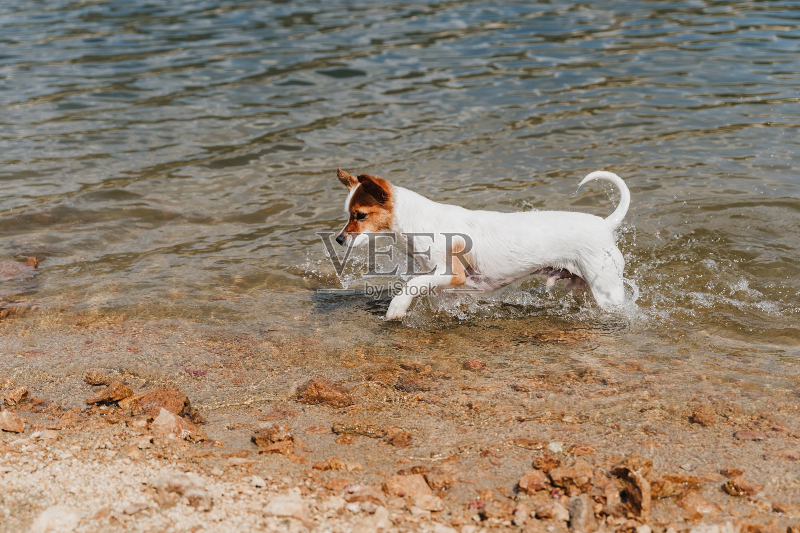 可爱的小杰克罗素狗在湖里游泳。夏天的时间。宠物、冒险和自然照片摄影图片