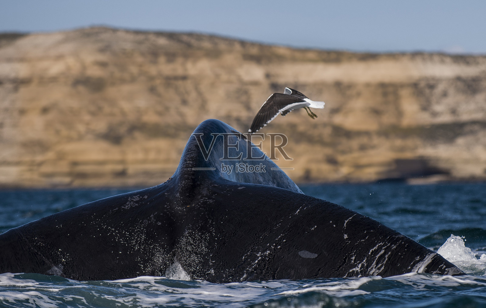 鲸鱼尾巴和海鸥照片摄影图片