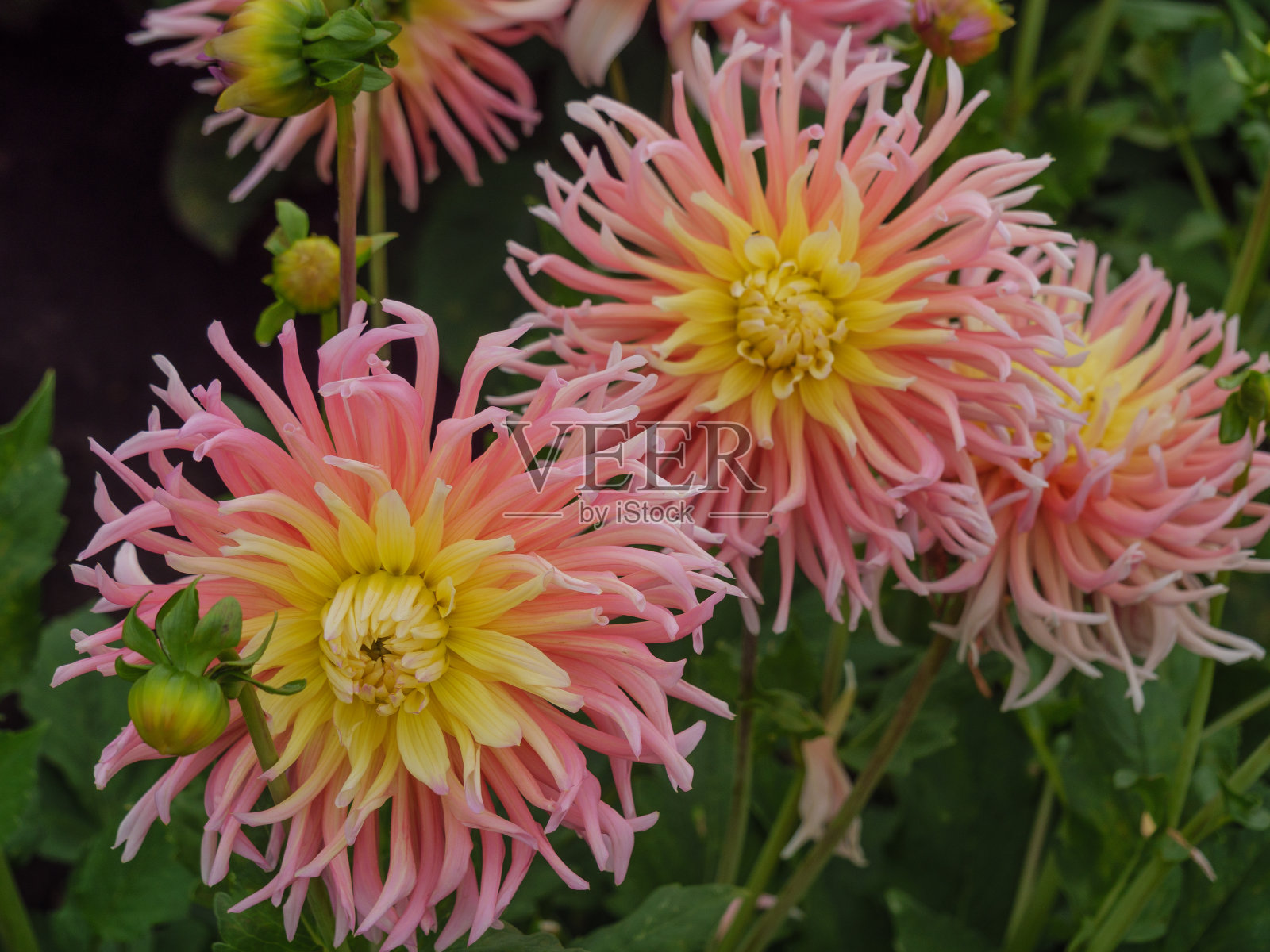 夏天德国人的花园里有许多大丽花照片摄影图片