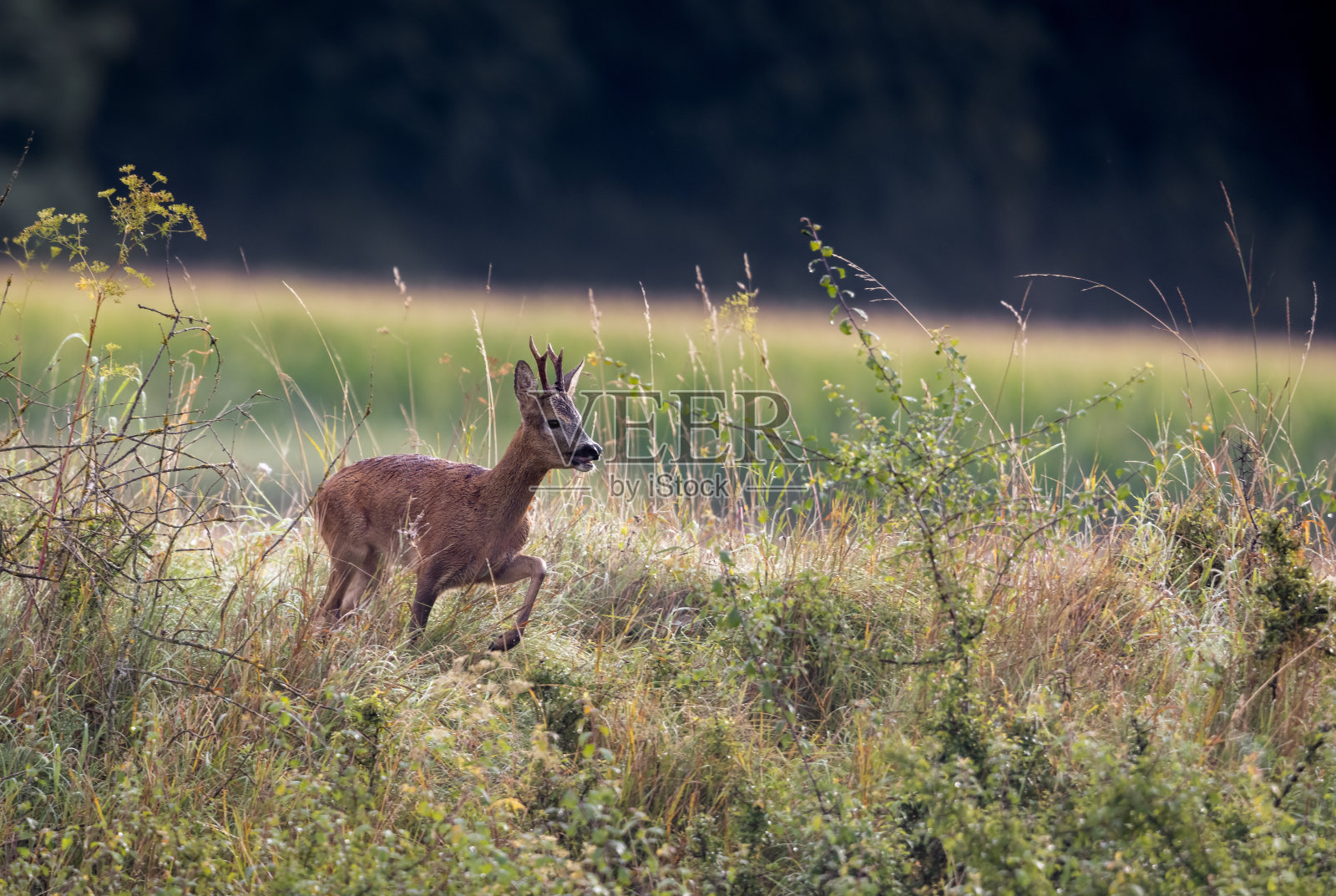 罗巴克公司照片摄影图片
