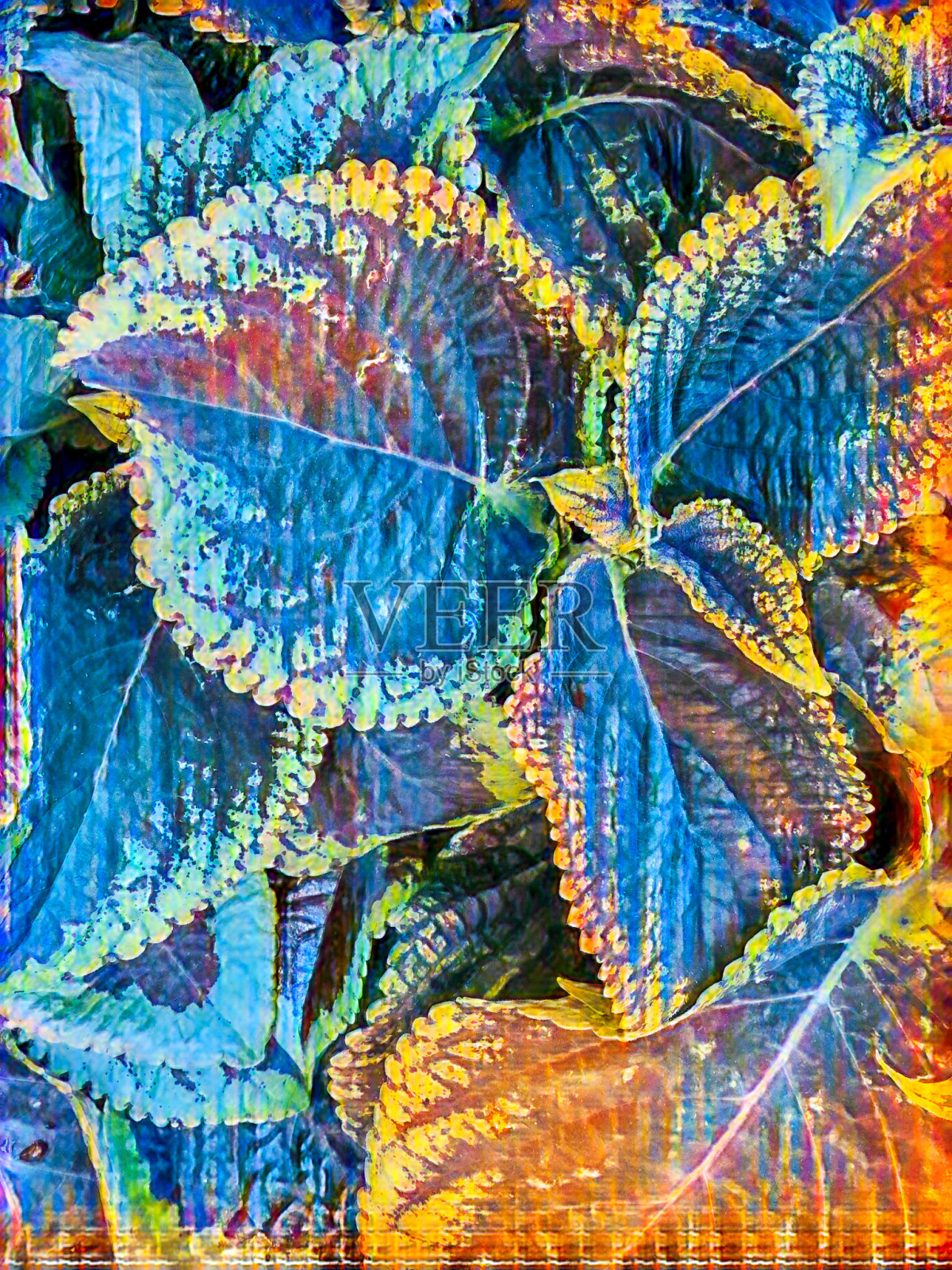 户外植物-抽象摄影背景照片摄影图片