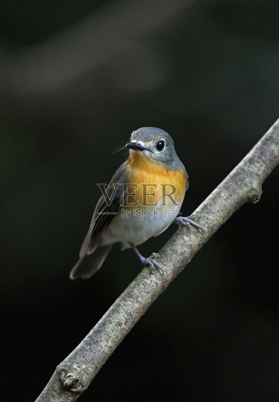 印度支那Blue-flycatcher照片摄影图片