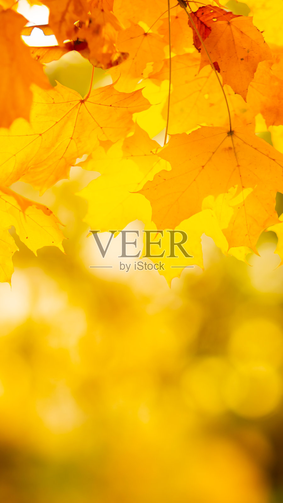 树枝上的枫叶。五颜六色的枫叶在秋天的树枝上背景。秋天的背景。美丽的自然风景照片摄影图片