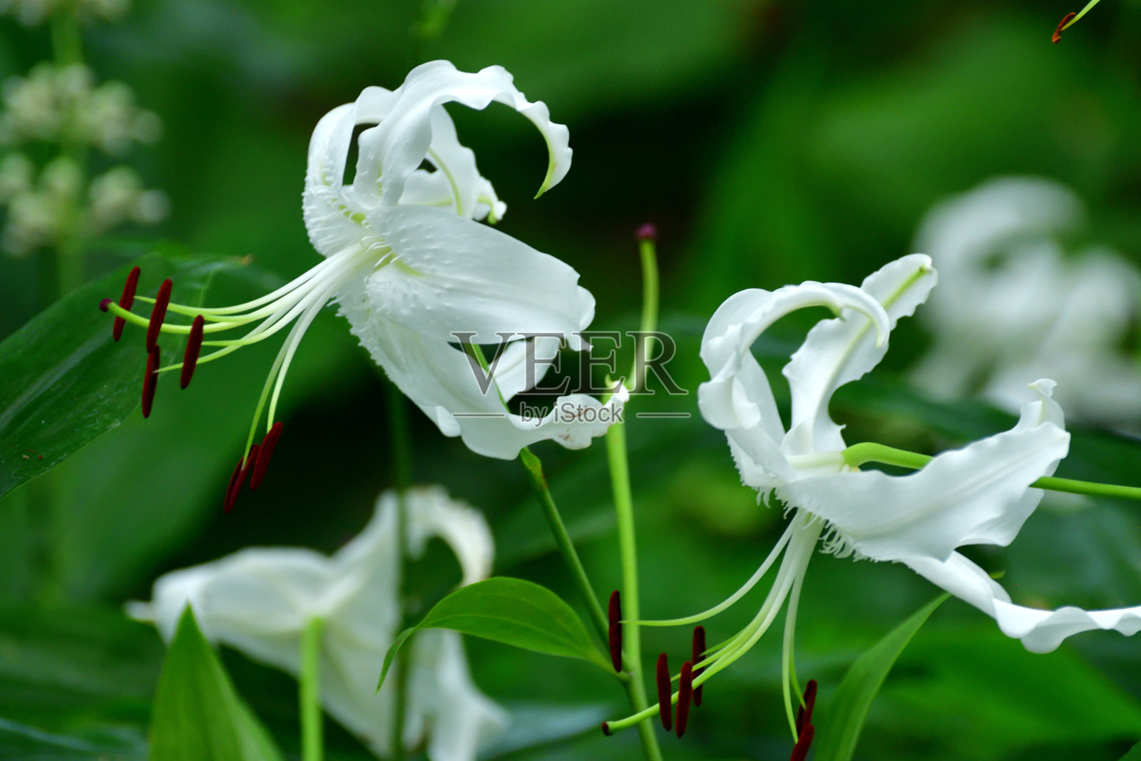 日本百合照片摄影图片