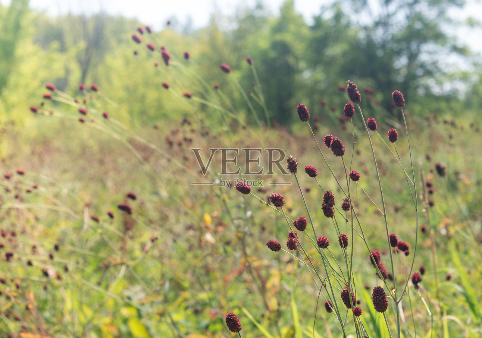 阳光明媚的夏日,草地上的地榆草。农村景观。照片摄影图片