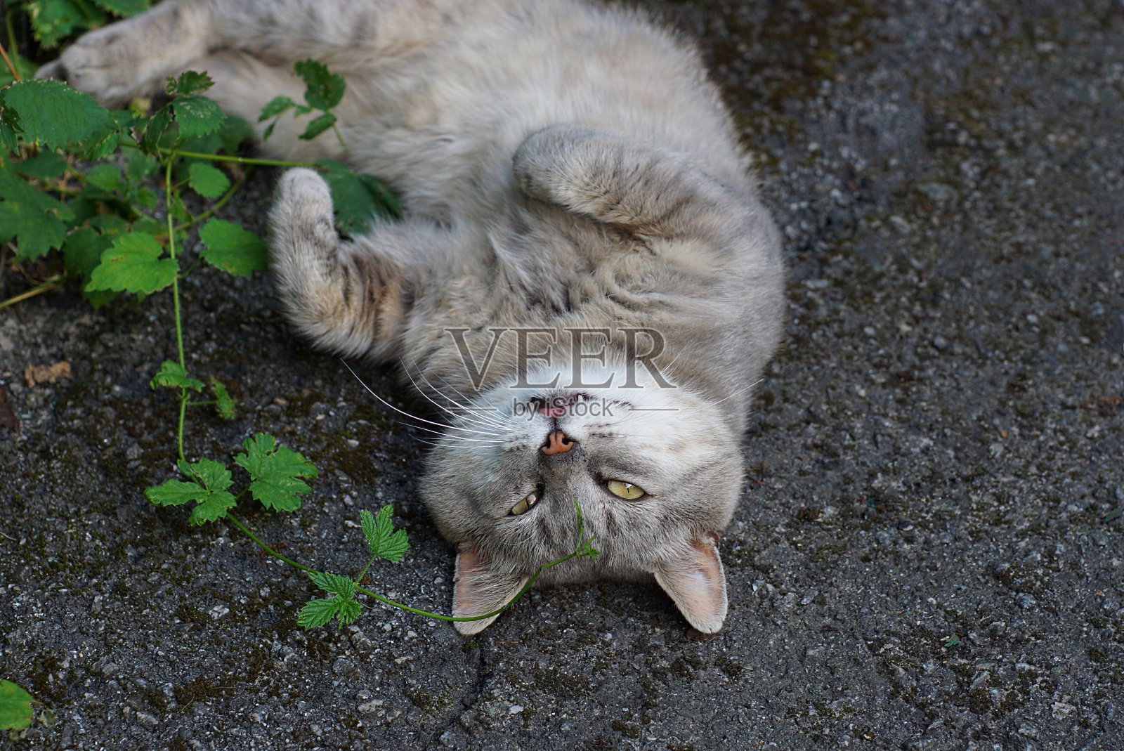 一只灰色的大猫躺在柏油路上照片摄影图片