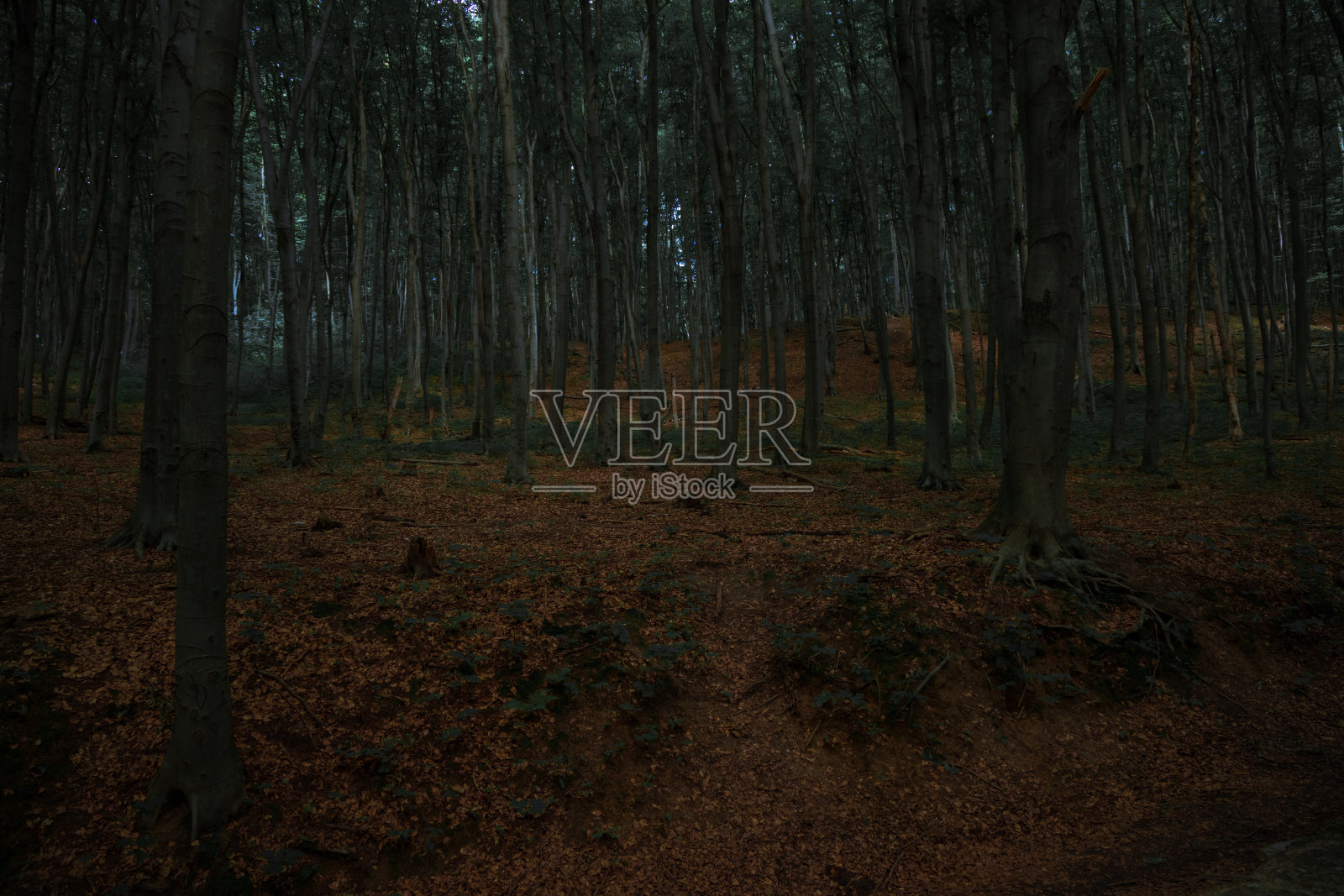 黄昏森林秋天九月潮湿的早晨时间自然户外环境空间摄影以软焦点概念照片摄影图片