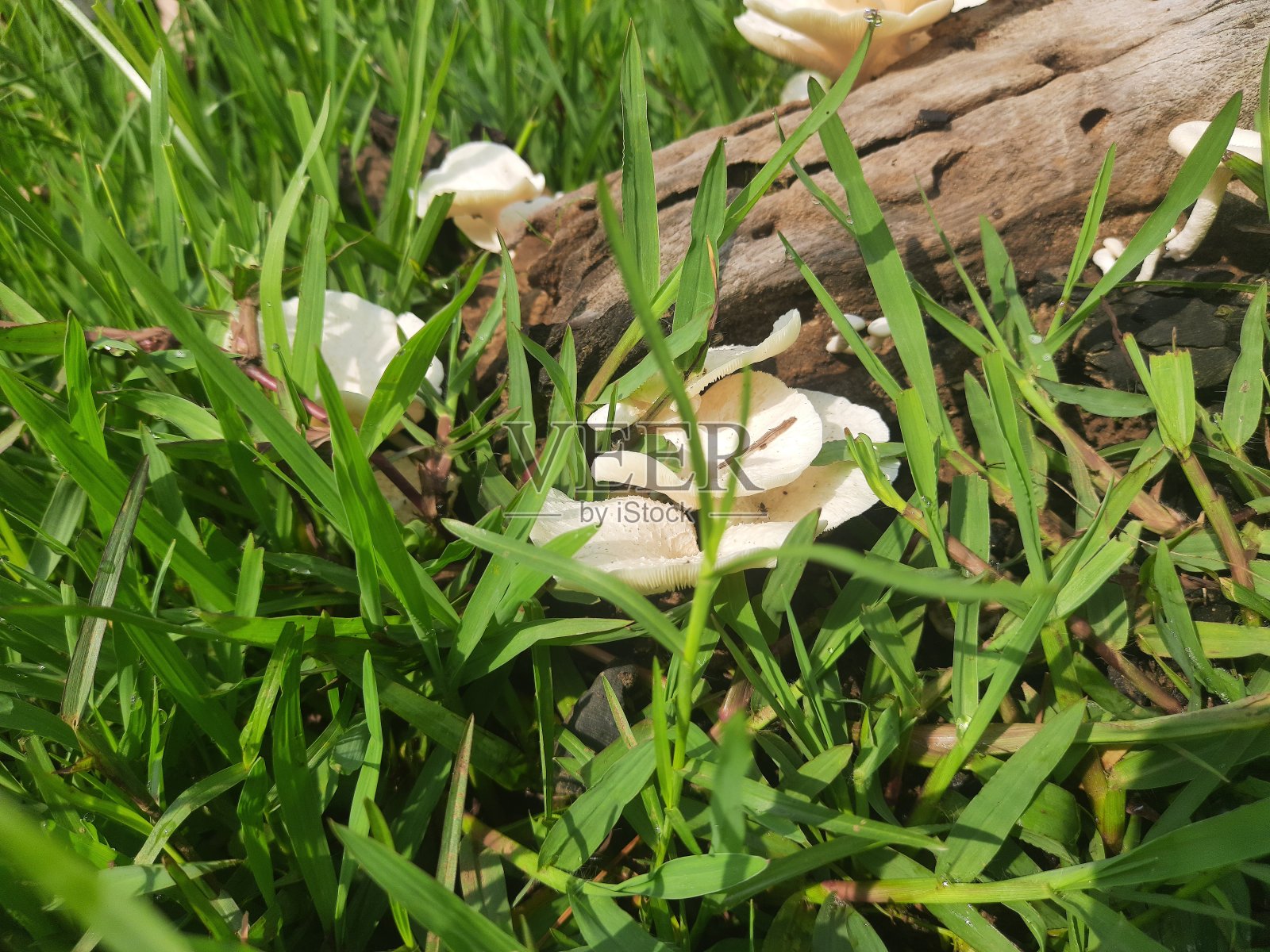 野生银耳。照片摄影图片