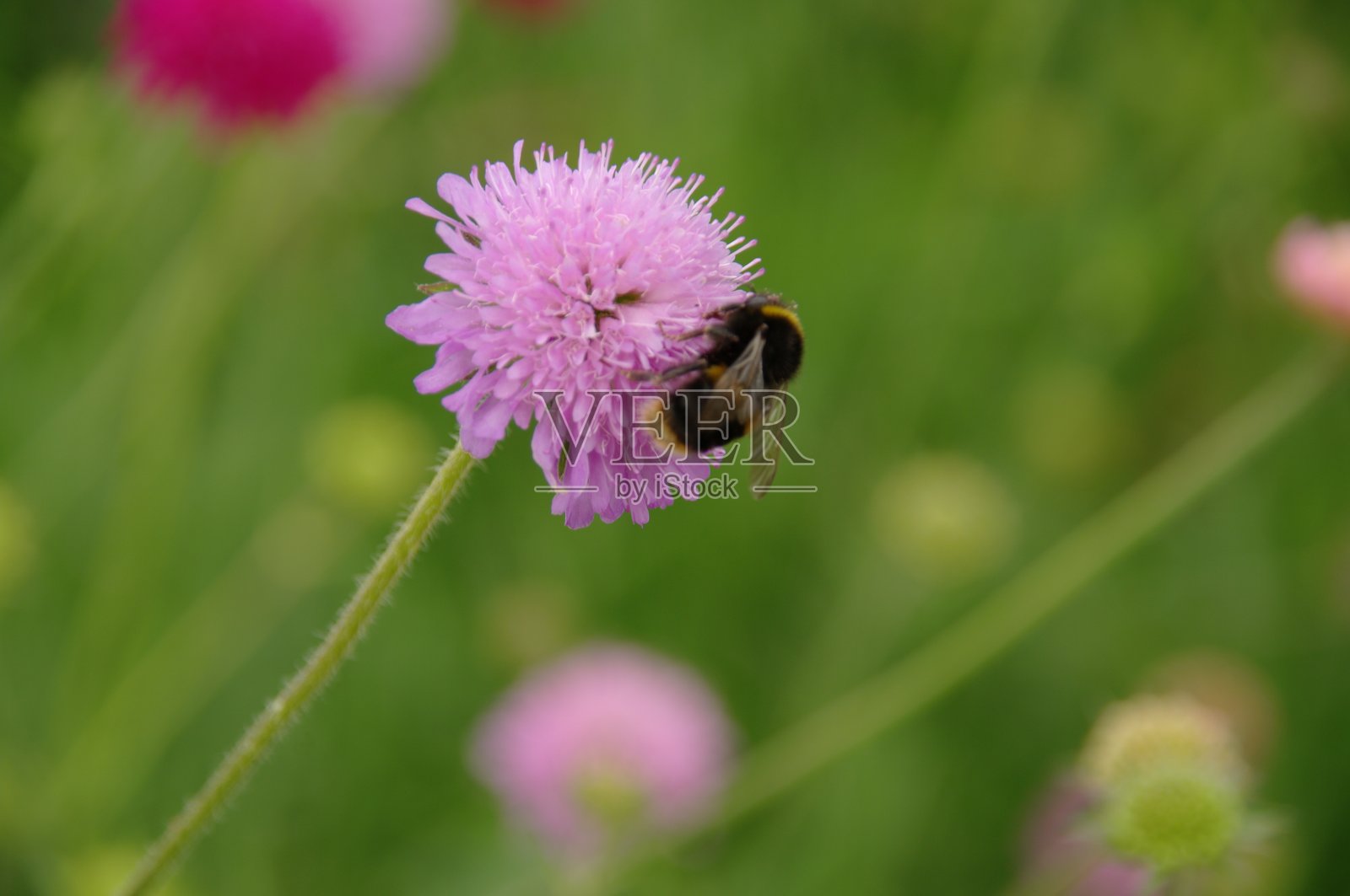 蜜蜂在一朵紫色的花上照片摄影图片