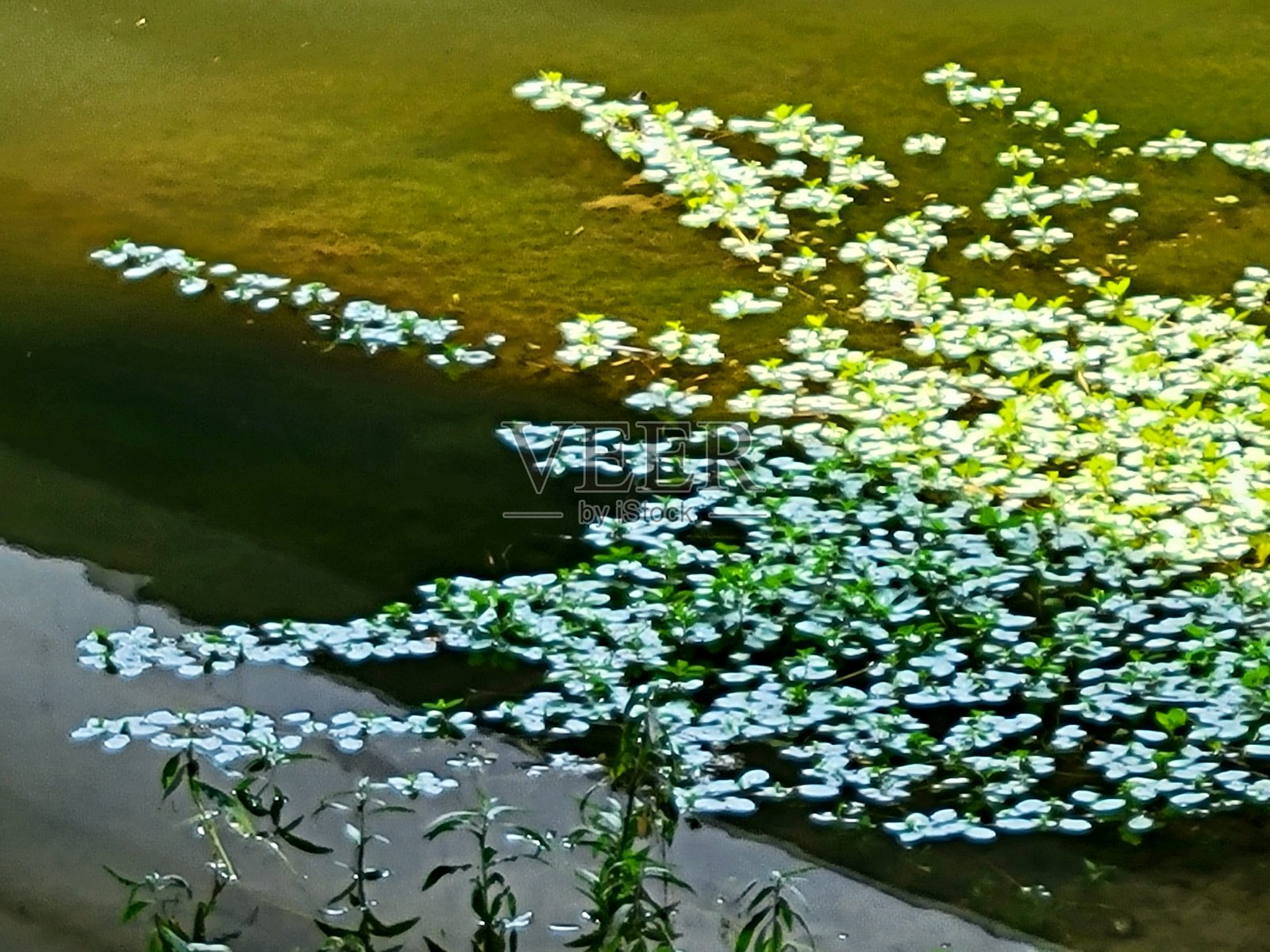 小溪上生长的水草呈现出一种艺术的形态照片摄影图片