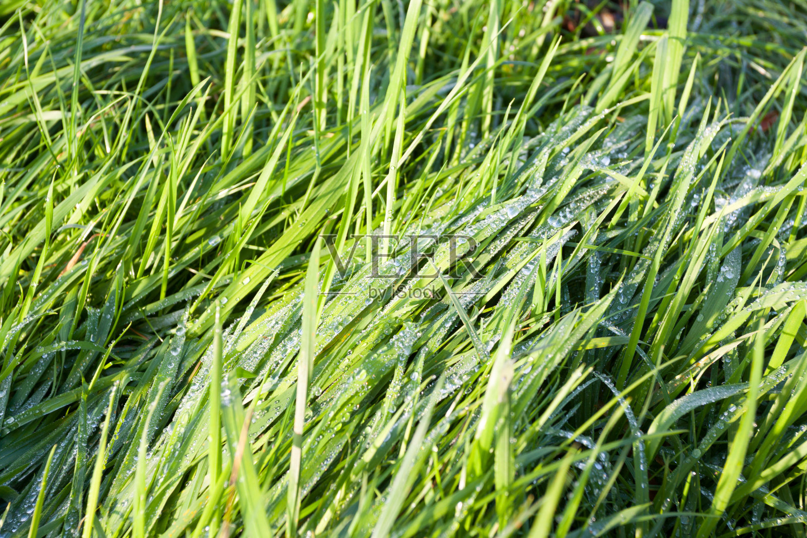 秋天的鲁尔山谷,草地上的水滴照片摄影图片