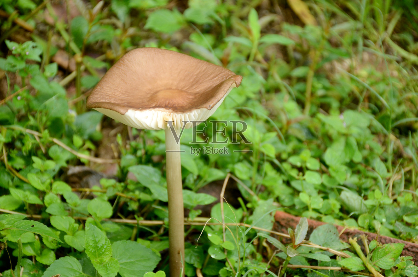特写棕色白色的丛林蘑菇土壤堆与薄荷超过焦点的绿色棕色背景。照片摄影图片