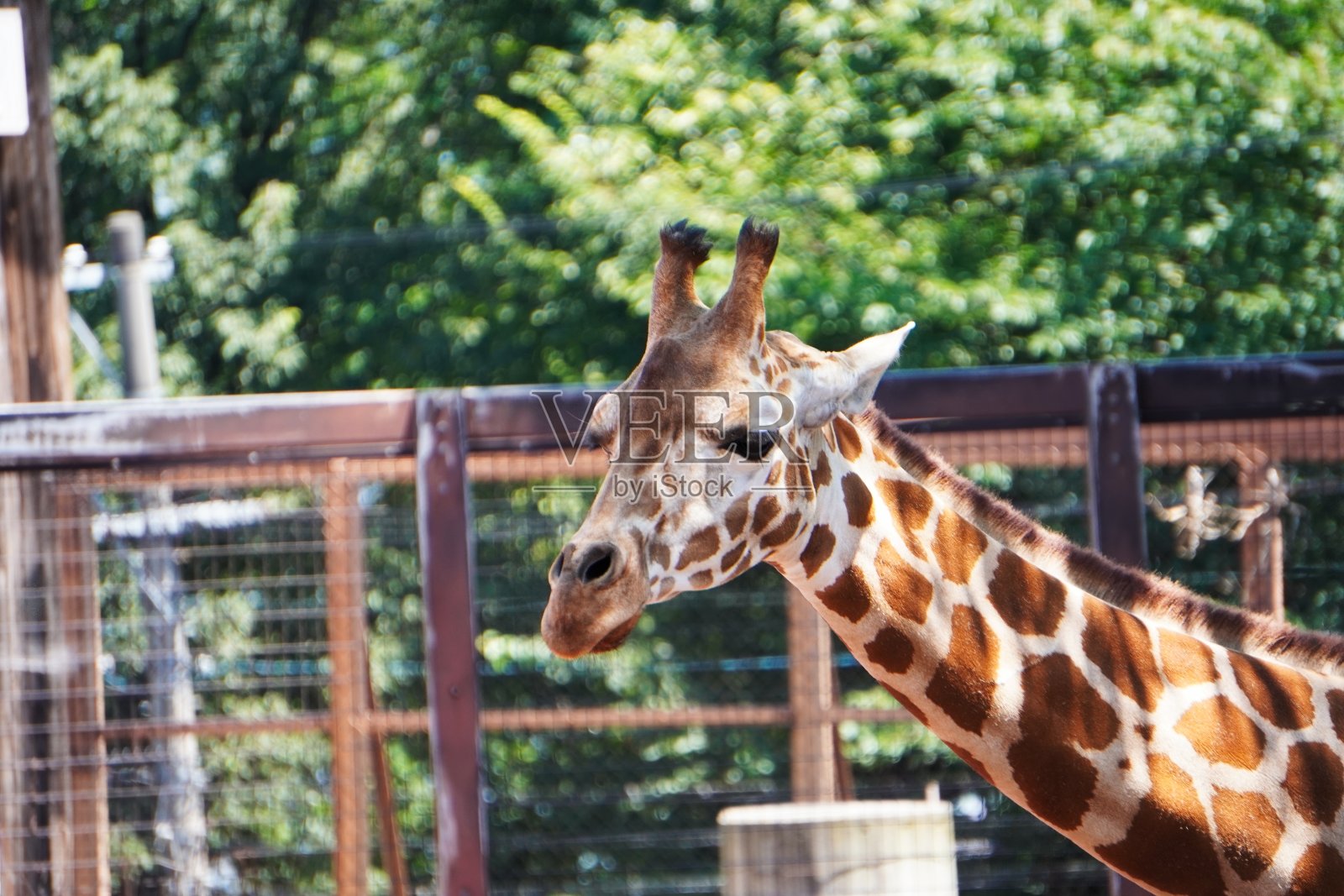 可爱的长脖子的长颈鹿照片摄影图片