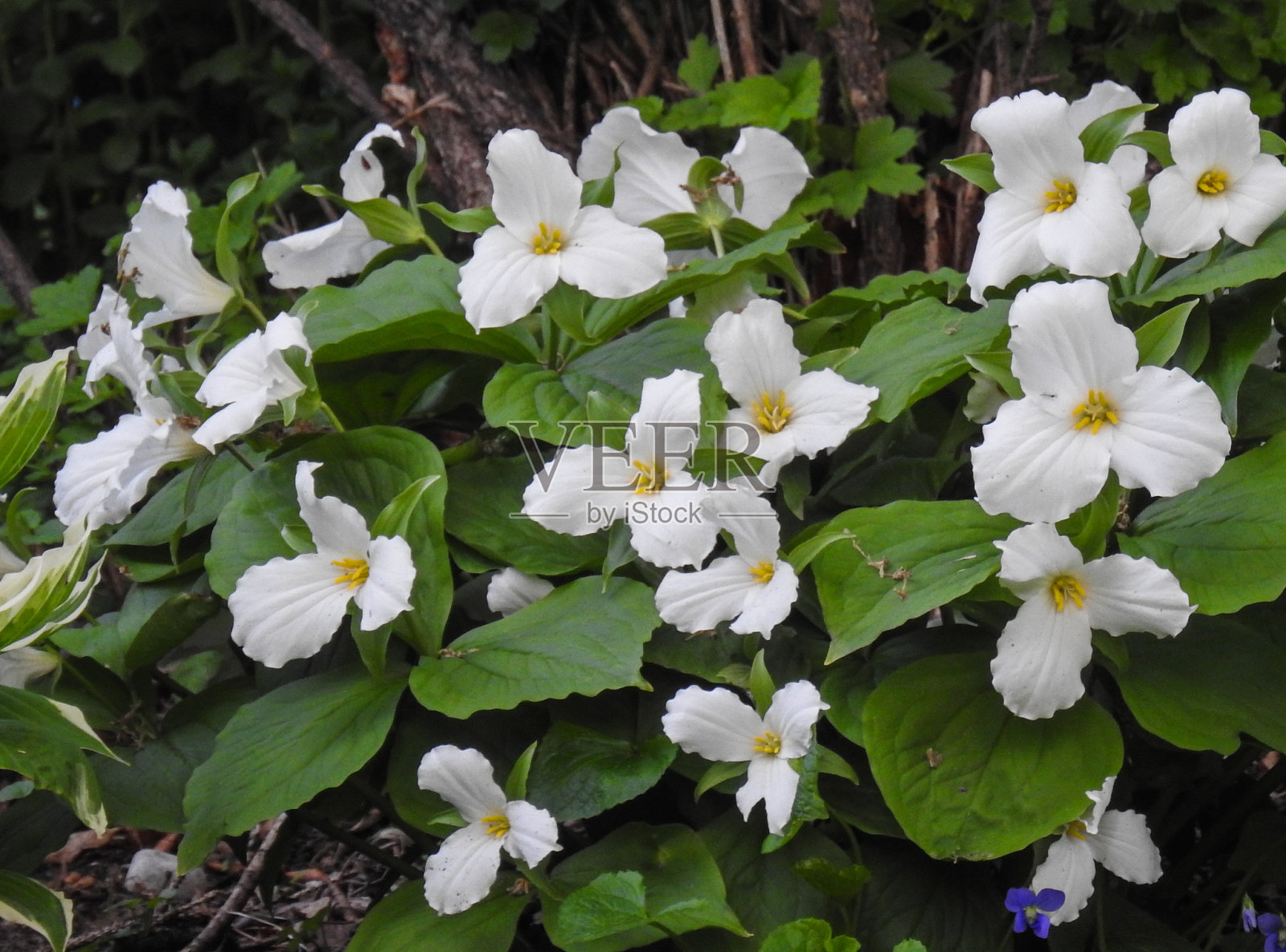 延龄草属植物在春天照片摄影图片