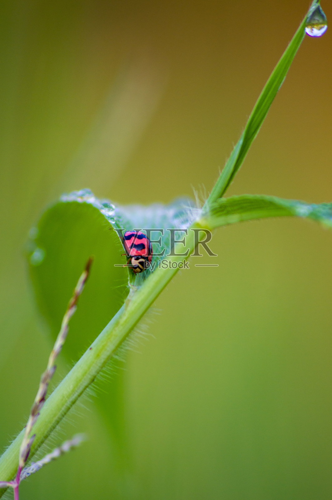 瓢虫照片摄影图片