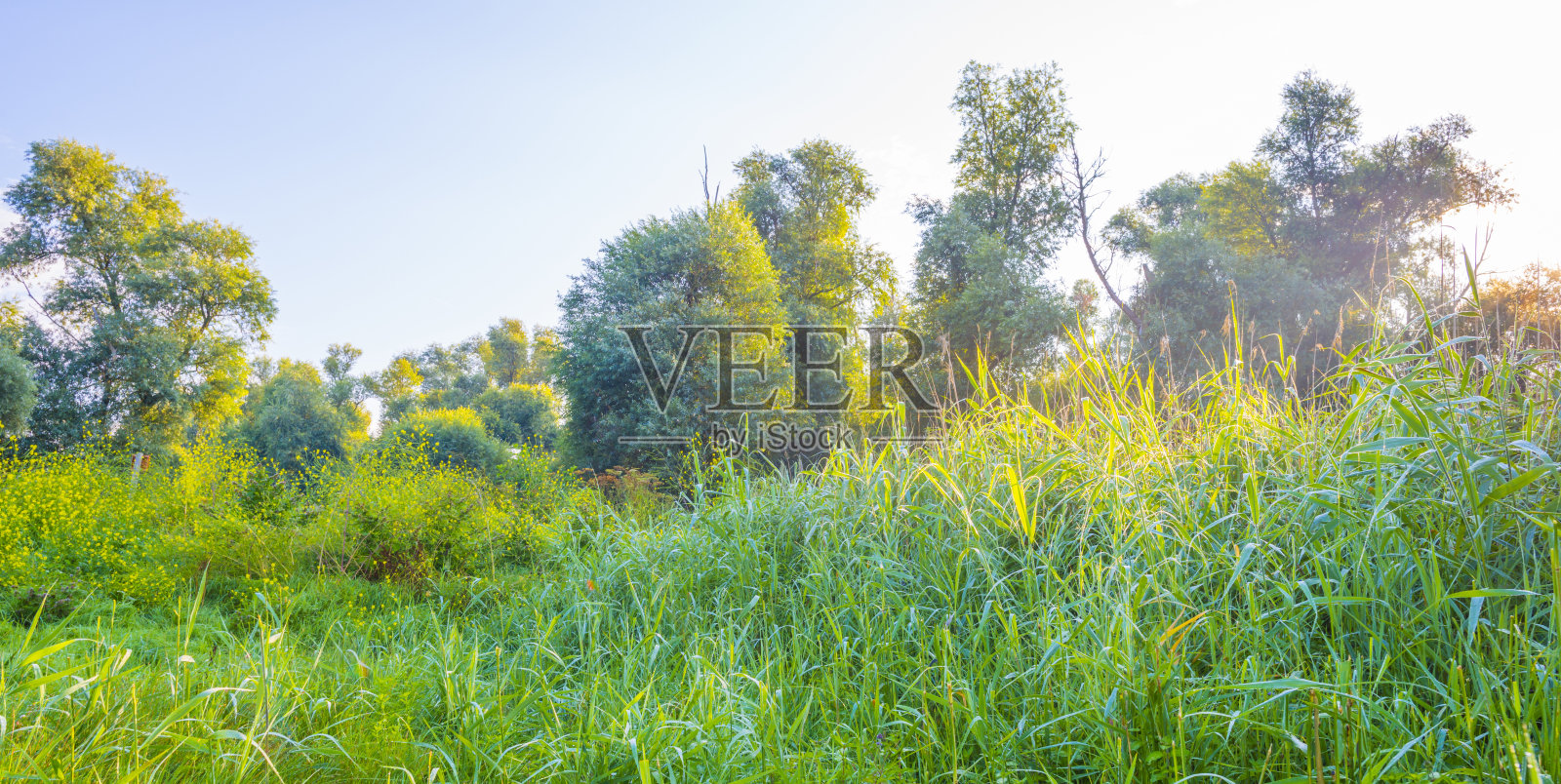 夏天,蓝白色多云的天空下,在明亮的阳光下,湿地田野里五颜六色的野花随风摇曳照片摄影图片