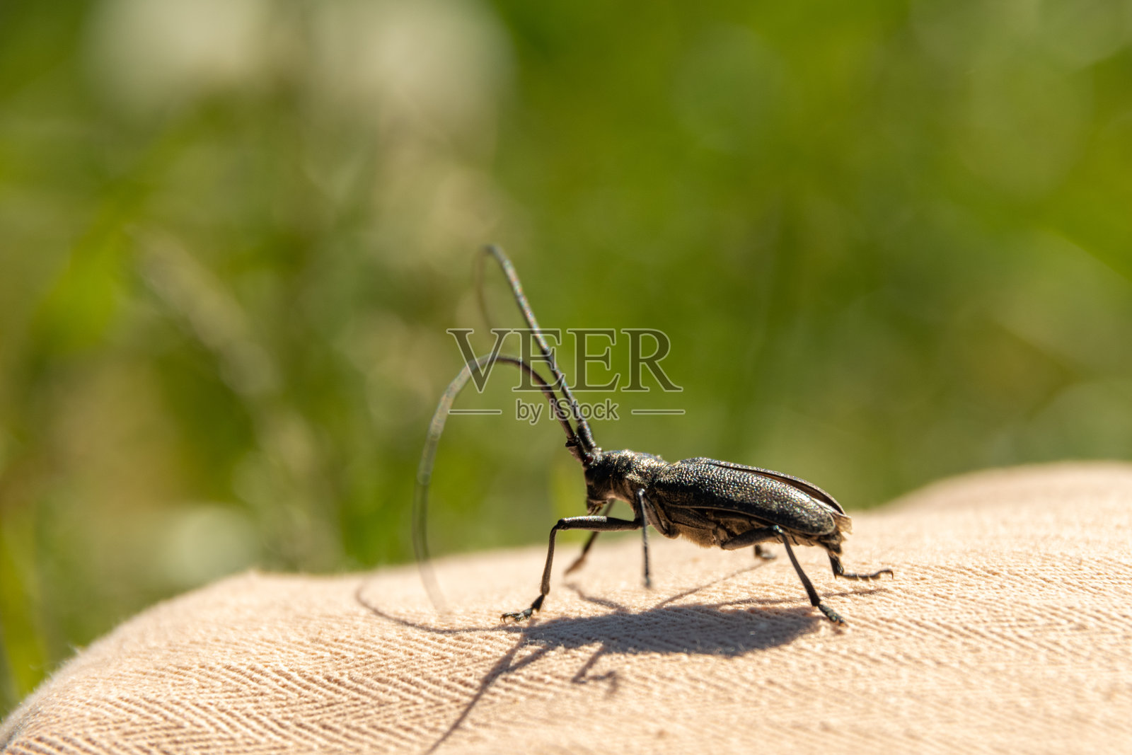 一种长角甲虫,是欧洲最大的长角甲虫之一。破坏农作物的害虫甲虫照片摄影图片