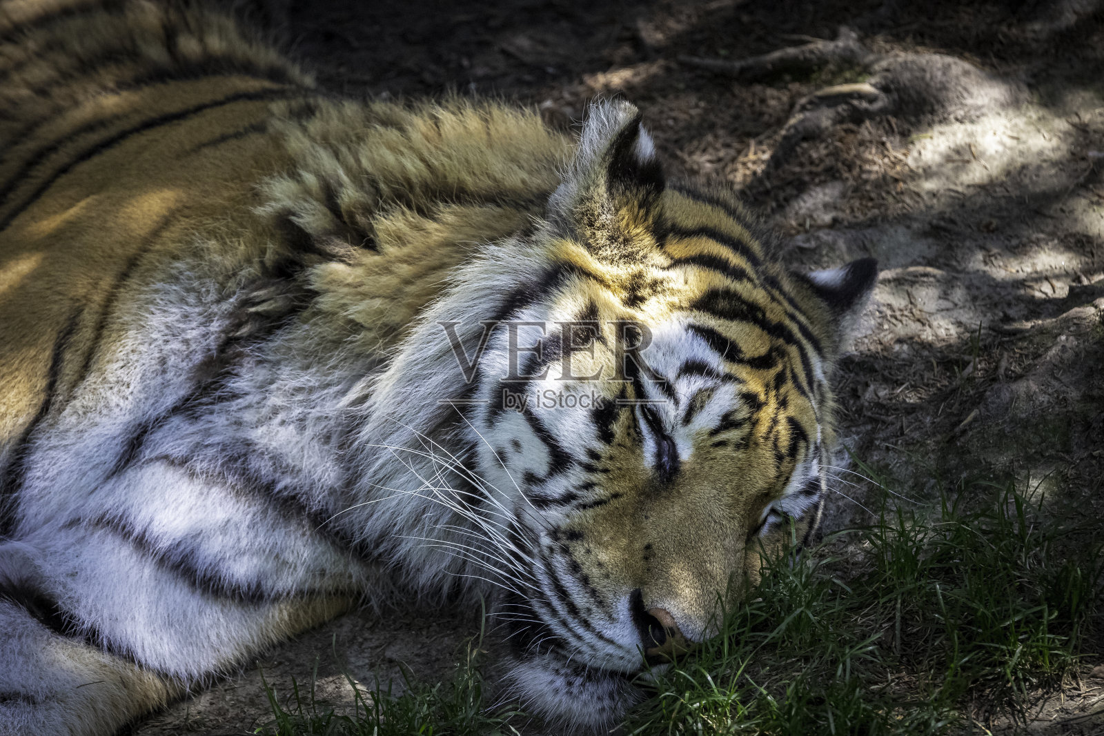 老虎照片摄影图片