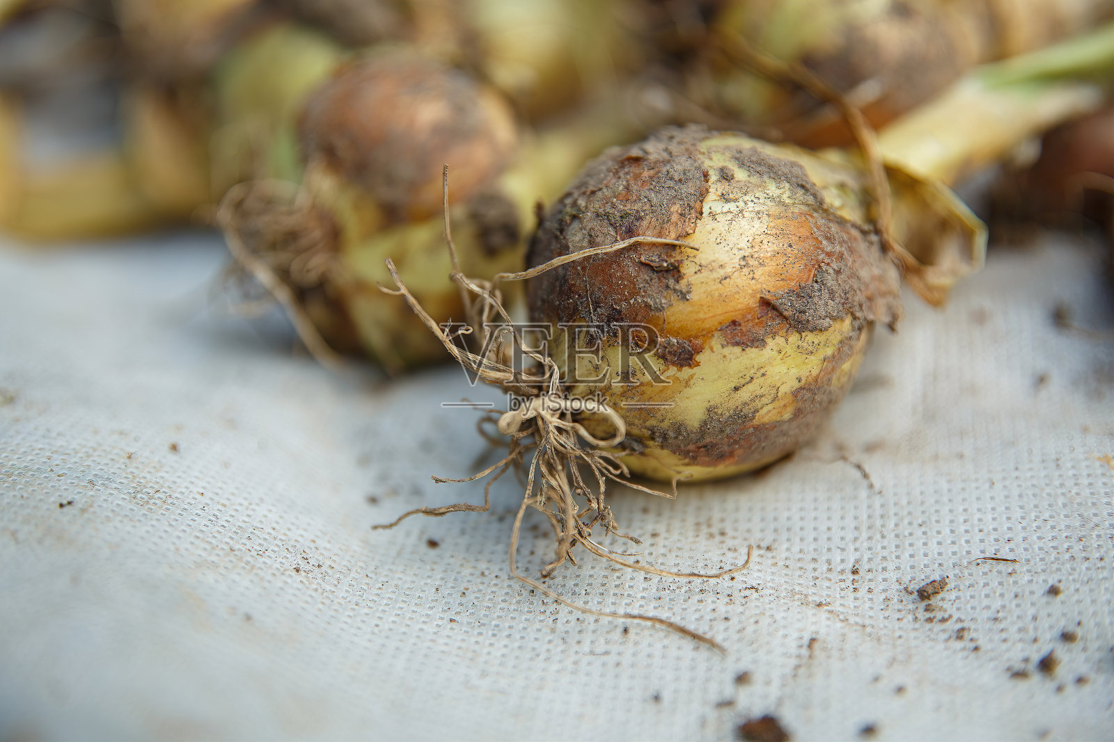 洋葱头在白布上晾干。照片摄影图片
