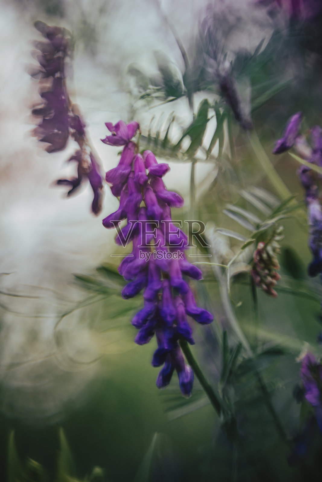 紫色杂草或盛开的野花照片摄影图片