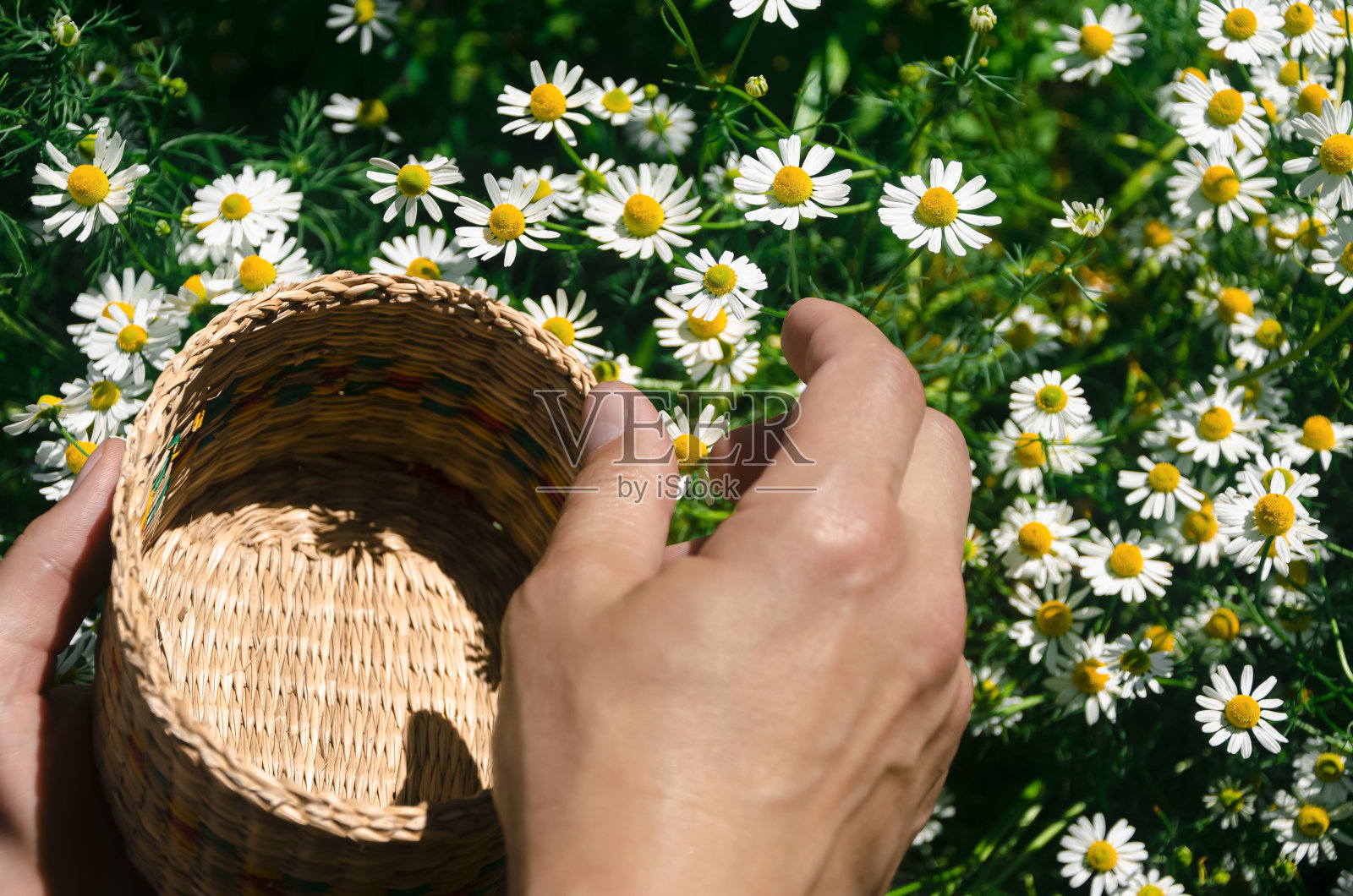 在草地上收割洋甘菊头的人。照片摄影图片