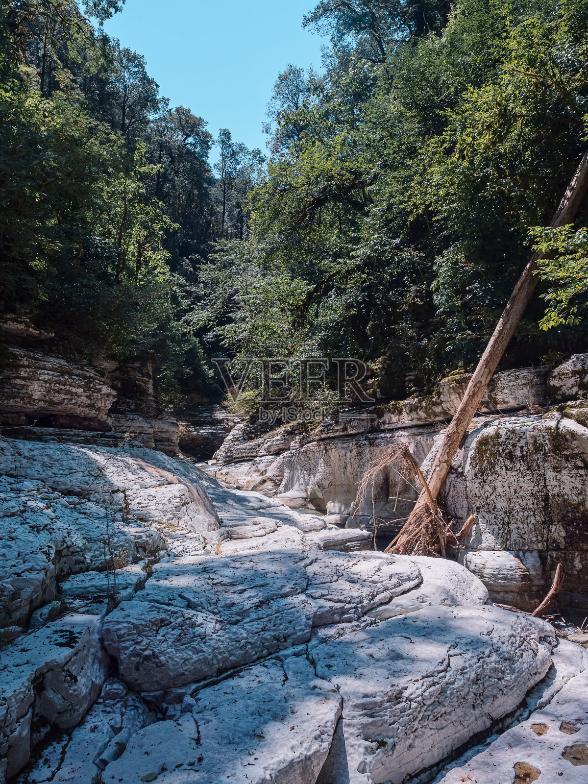 白色的板块岩石,顶部生长着一片森林,中间有一棵倒下的树照片摄影图片