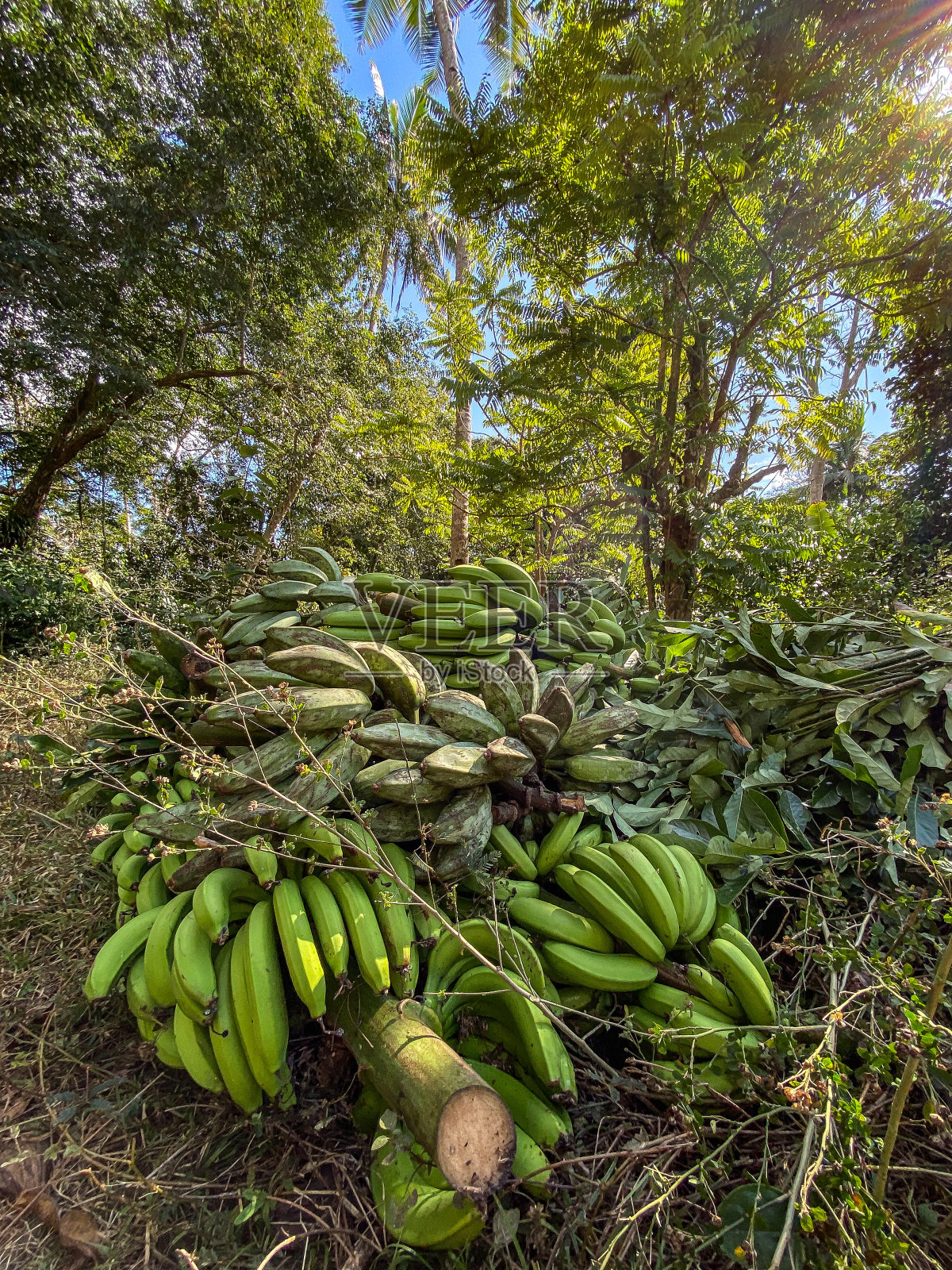 生物多样性的马约特岛照片摄影图片