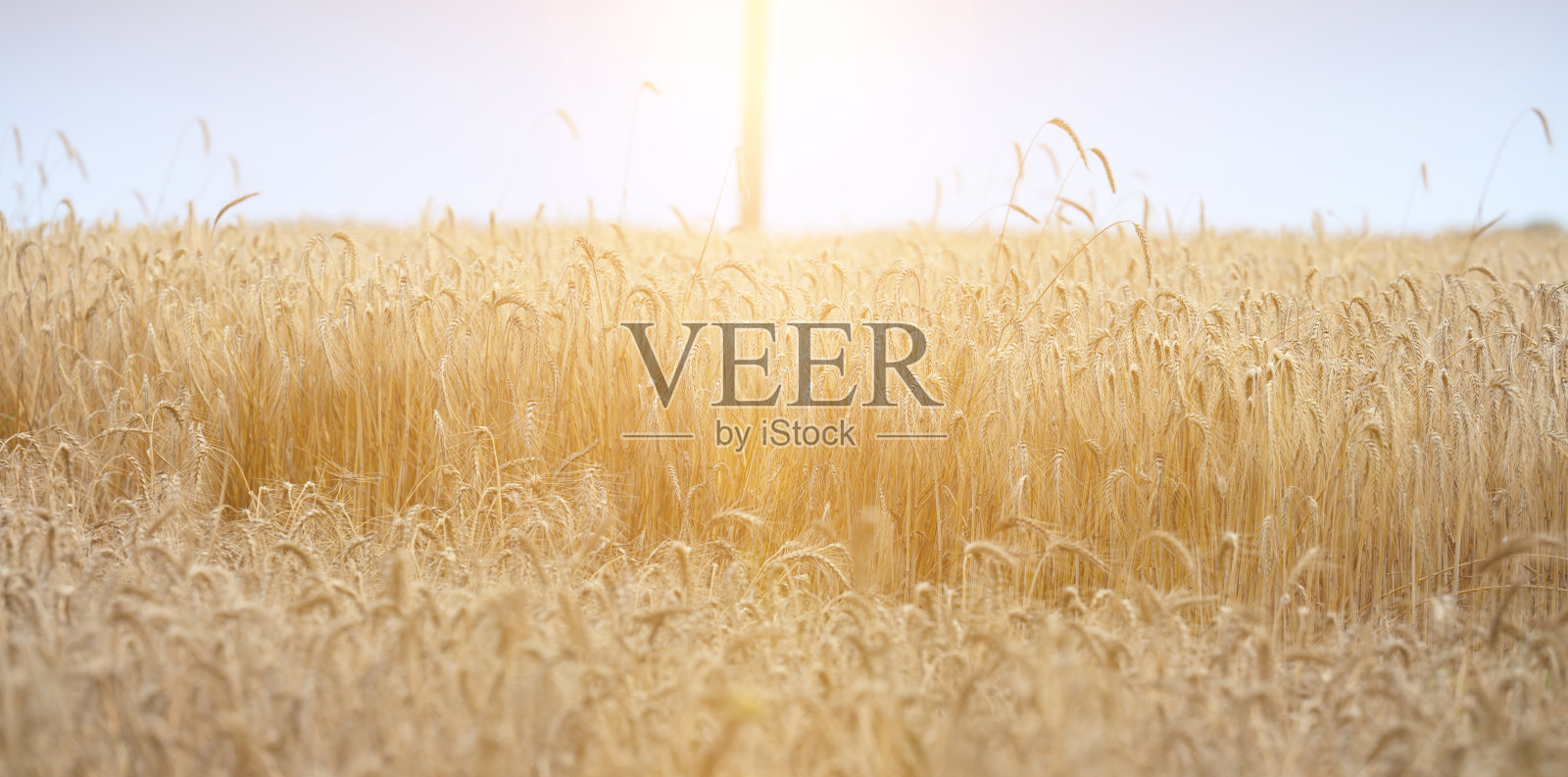 夏天的一天,田里长满了成熟的黄小麦。灿烂的阳光照片摄影图片