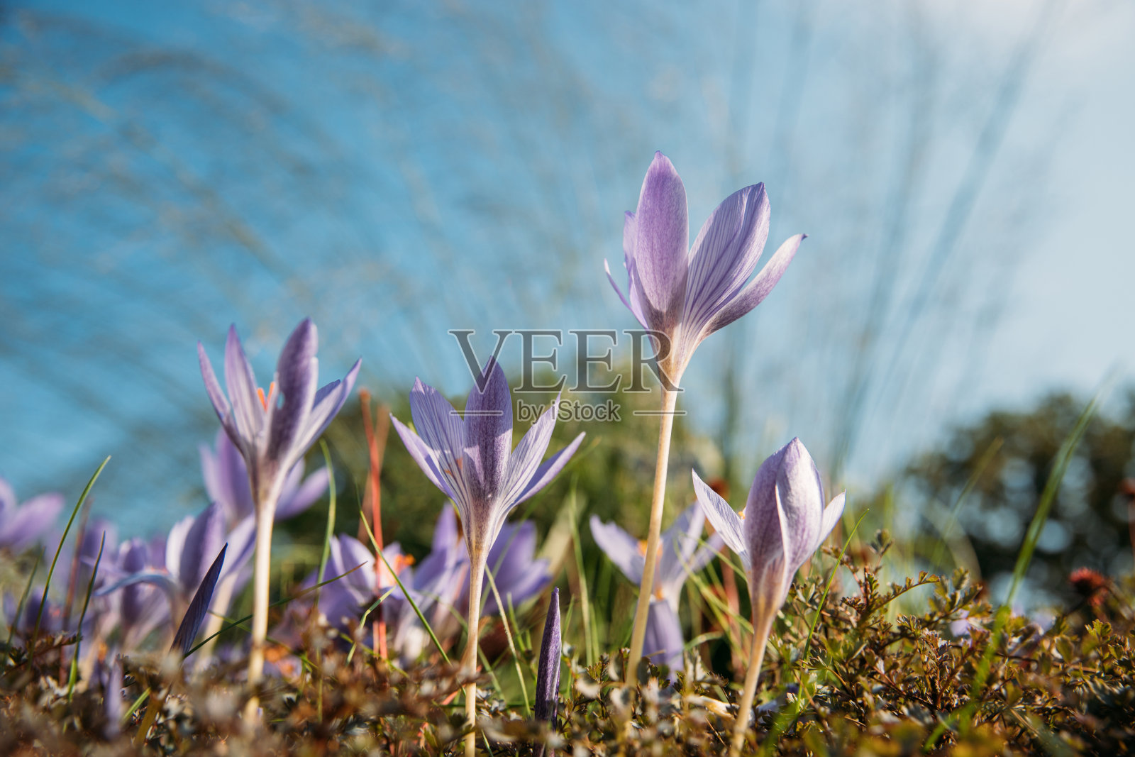秋葵秋天/番红花——田野上的春花照片摄影图片