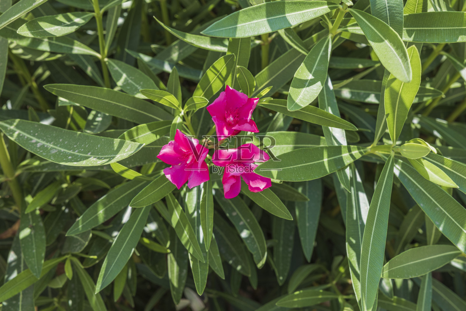 近距离观察粉红色的花在绿色的叶子背景。希腊。照片摄影图片