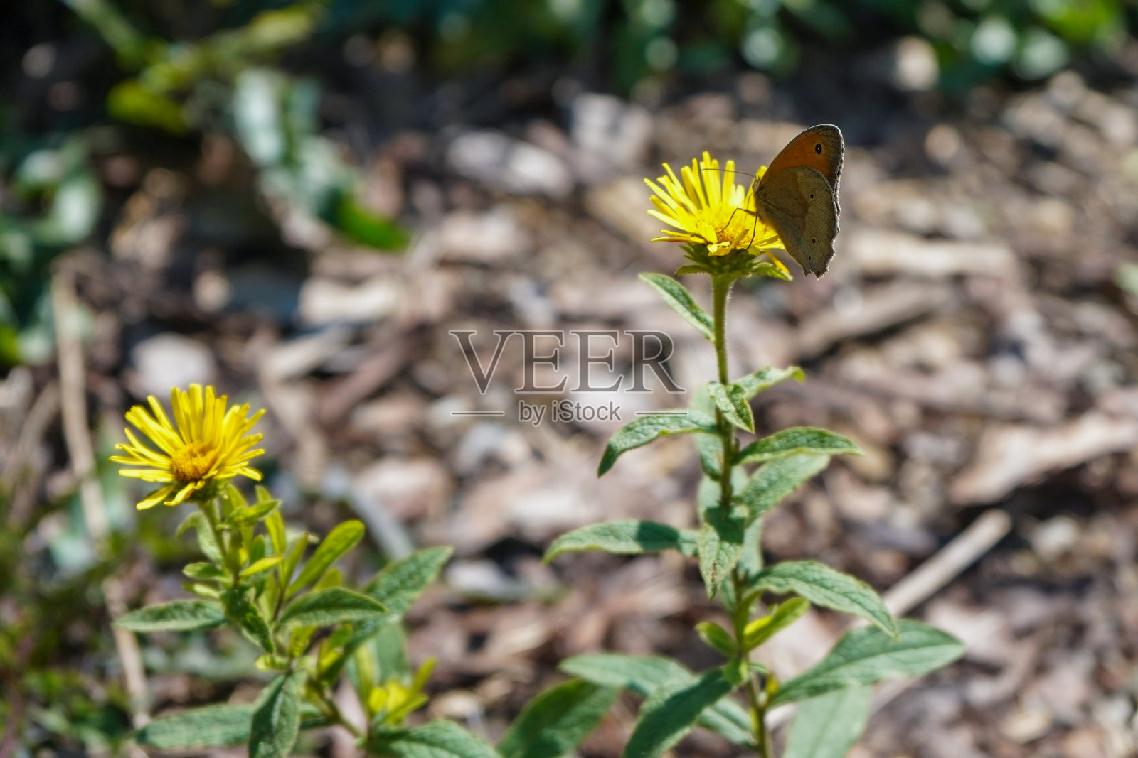 黄色花朵上的蝴蝶照片摄影图片