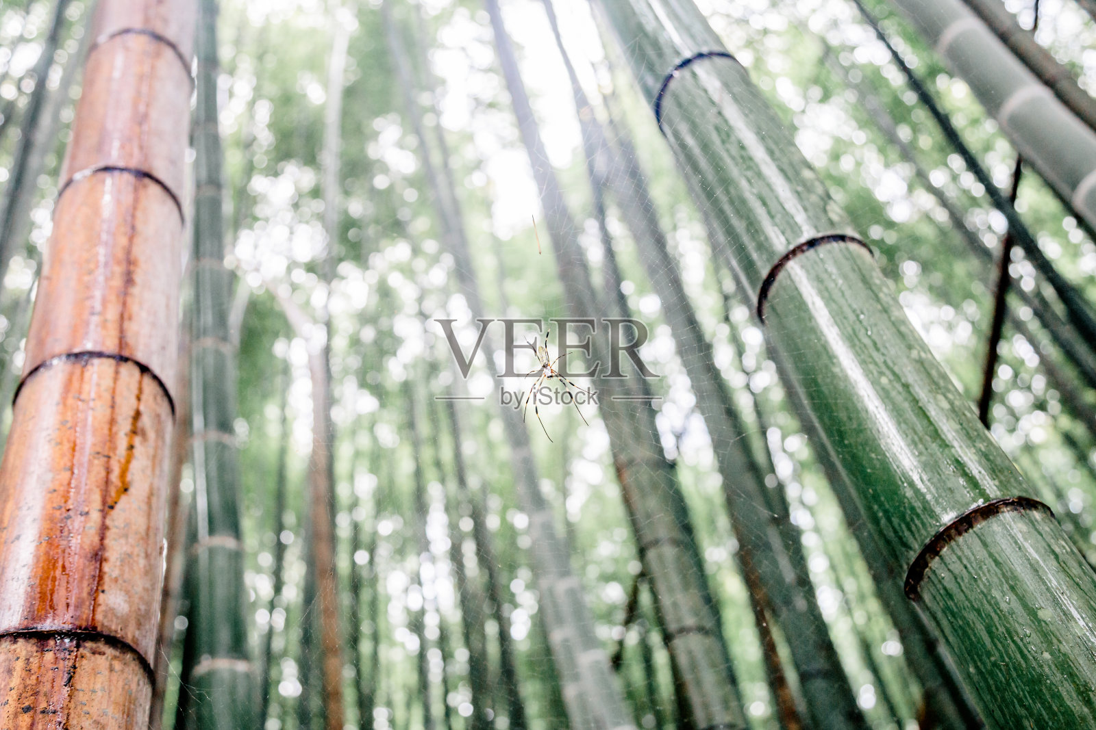 在竹槽中观察蛛网中的蜘蛛照片摄影图片
