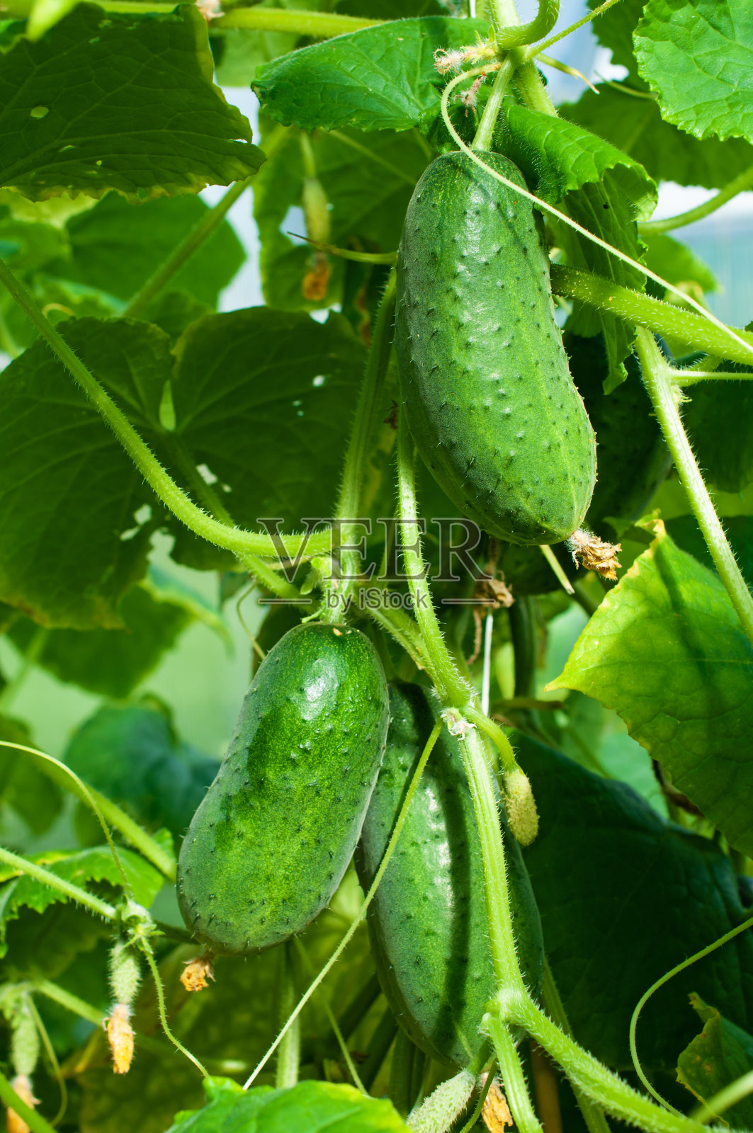 黄瓜在花园里生长。在温室里种蔬菜照片摄影图片