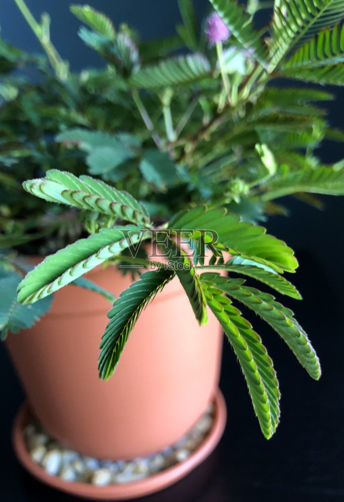 羞耻草叶子的特写照片摄影图片