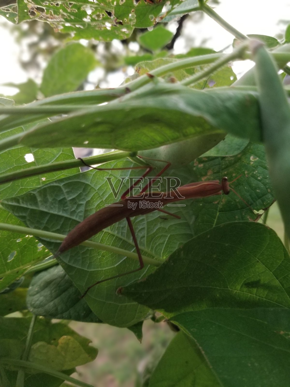 螳螂藏照片摄影图片