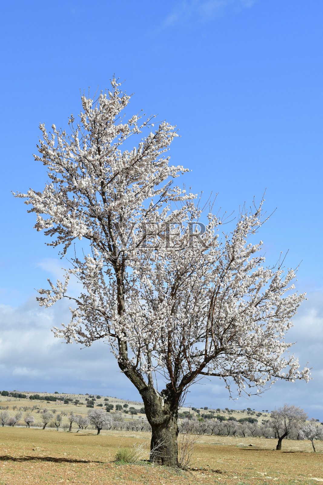 自然世界中孤立的树木照片摄影图片