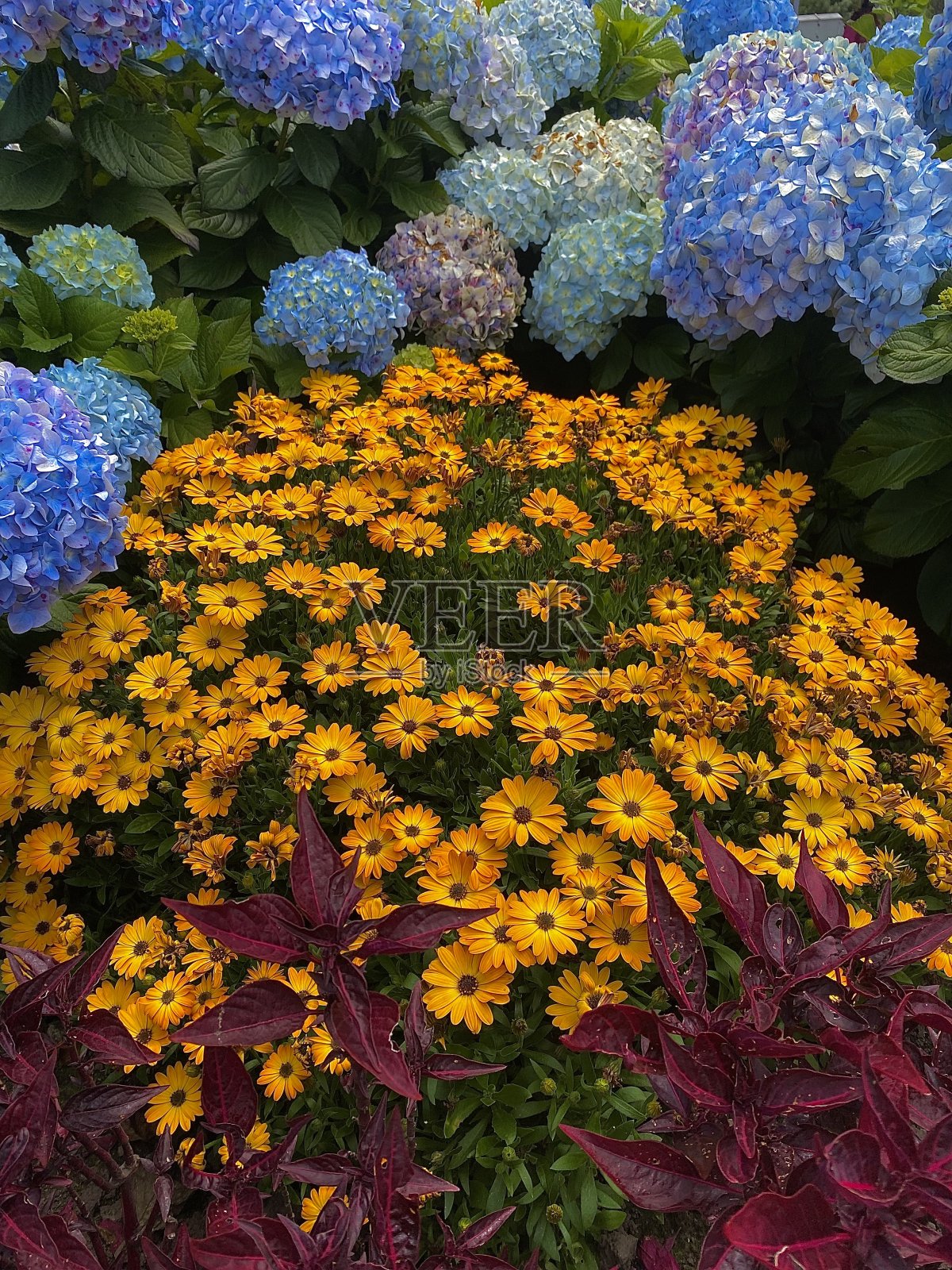 花照片摄影图片