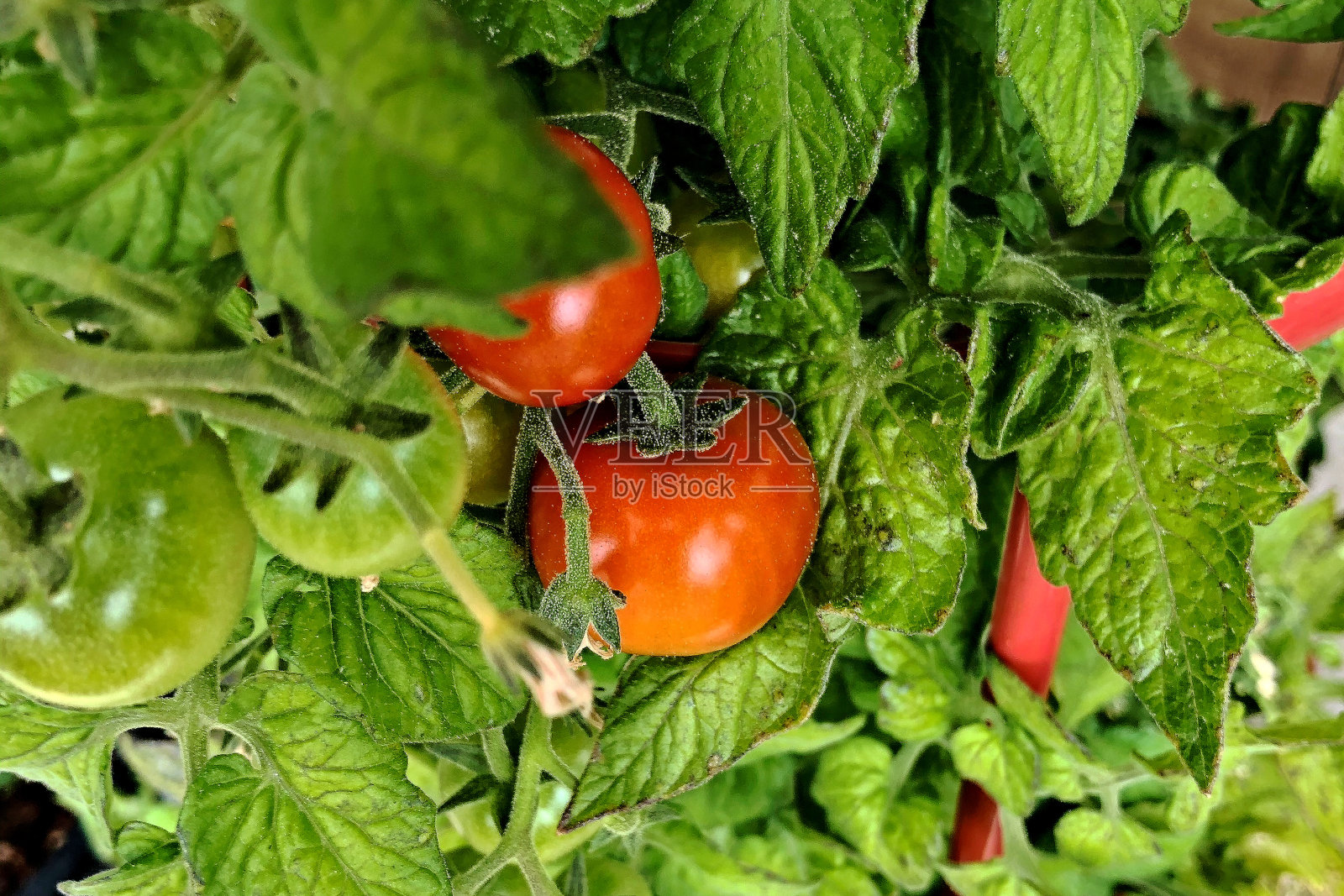 成熟的西红柿照片摄影图片