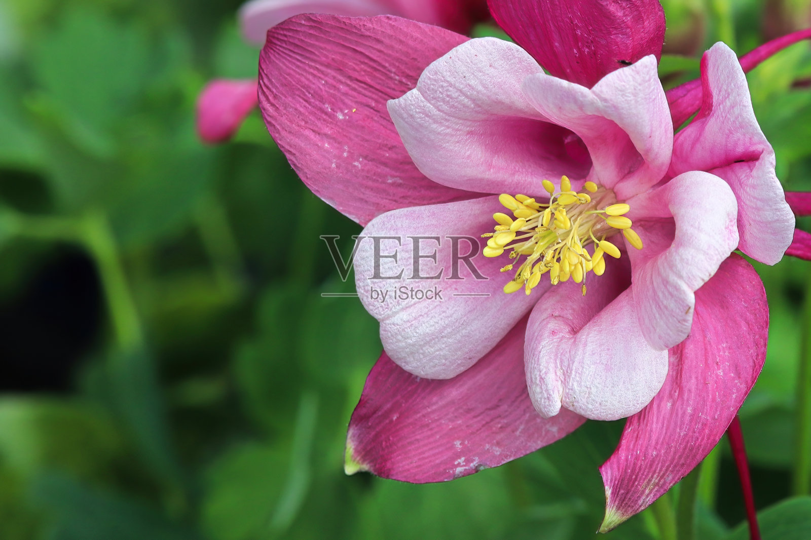 特写的粉红色五彩花瓣上的耧斗菜照片摄影图片