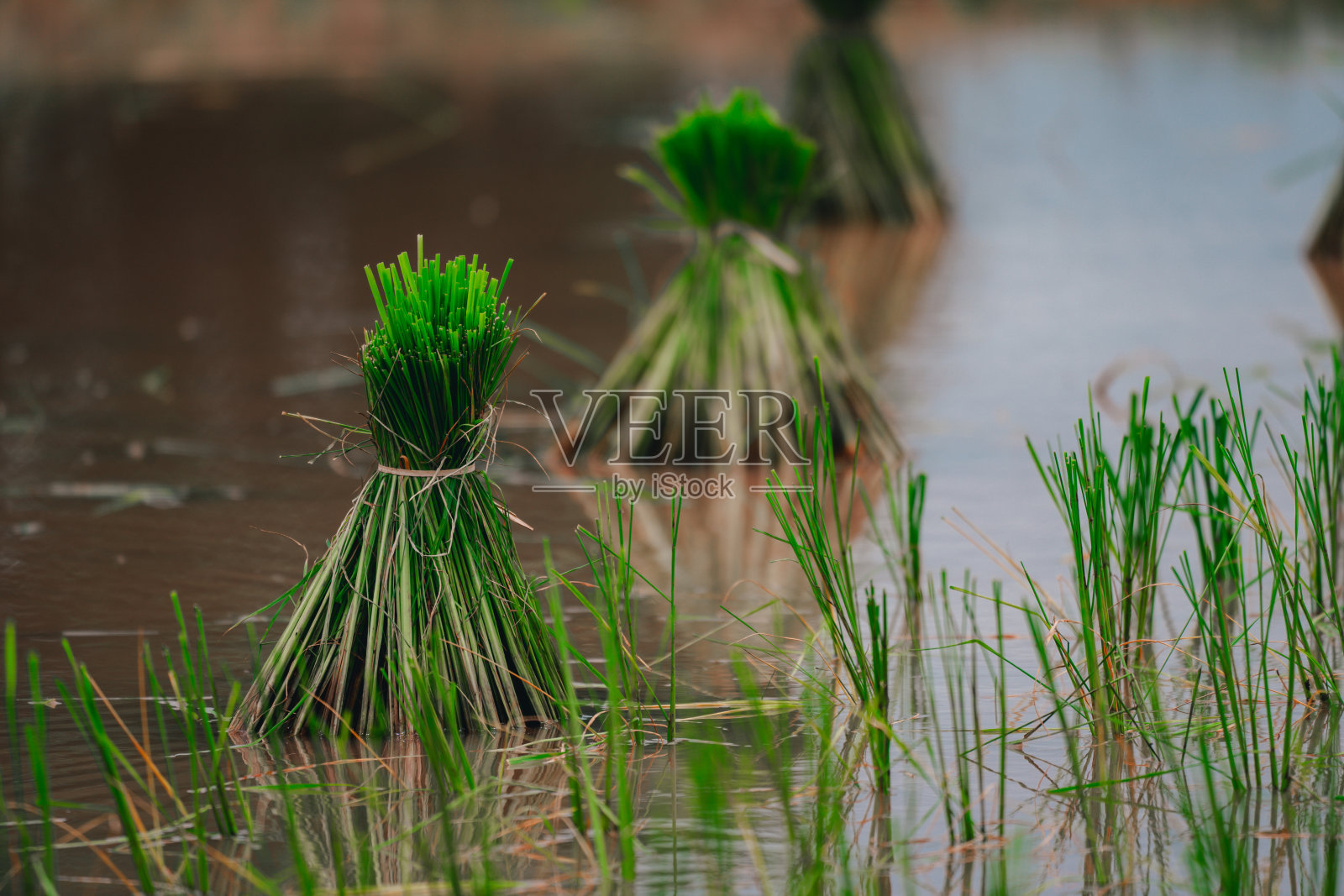 农村或农村有机农业农场田间种植的水稻照片摄影图片