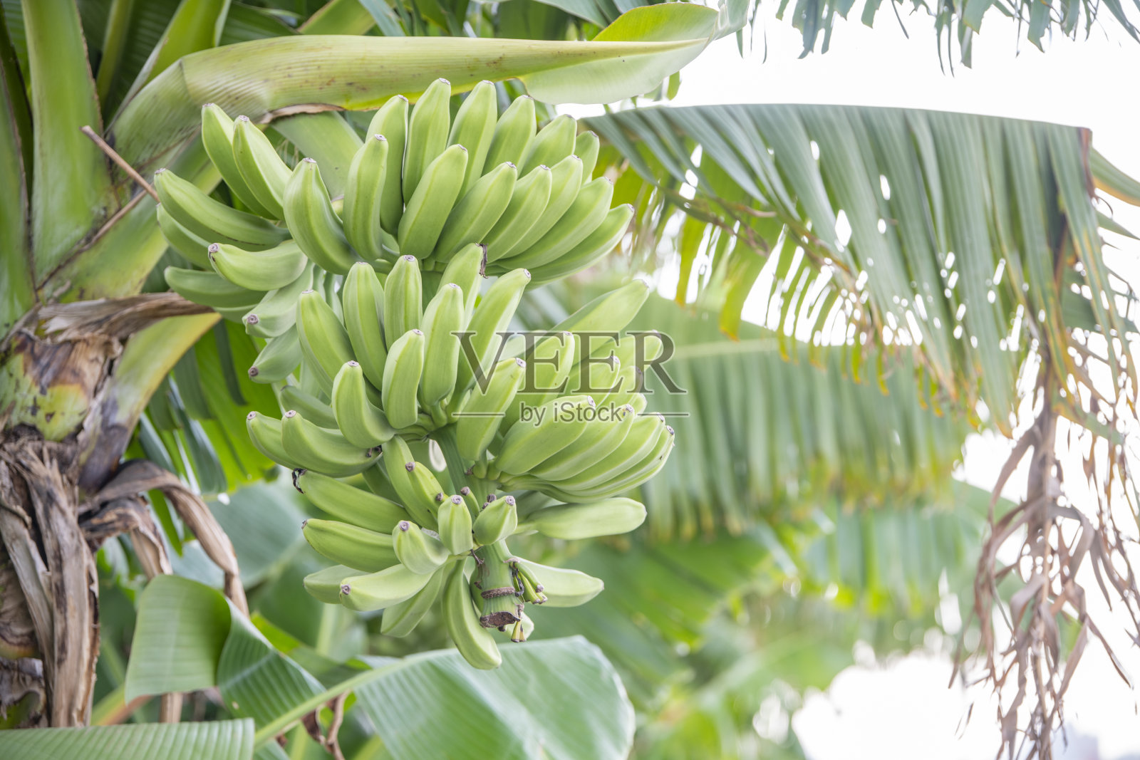 越来越多的香蕉照片摄影图片